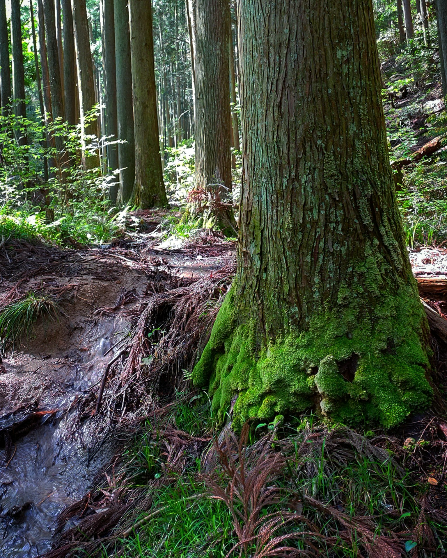 Base di un grande albero coperta di muschio verde con foresta circostante