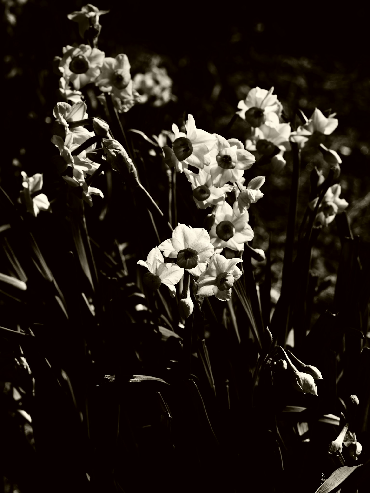 Ein monochromes Bild von weißen Blumen in einem Cluster