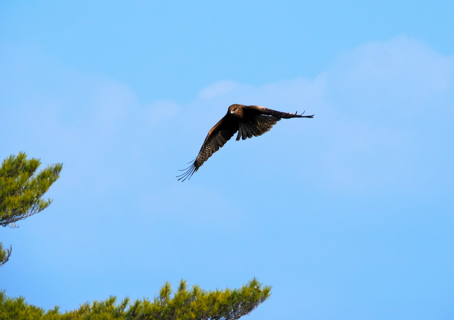 A hawk soaring against a blue sky