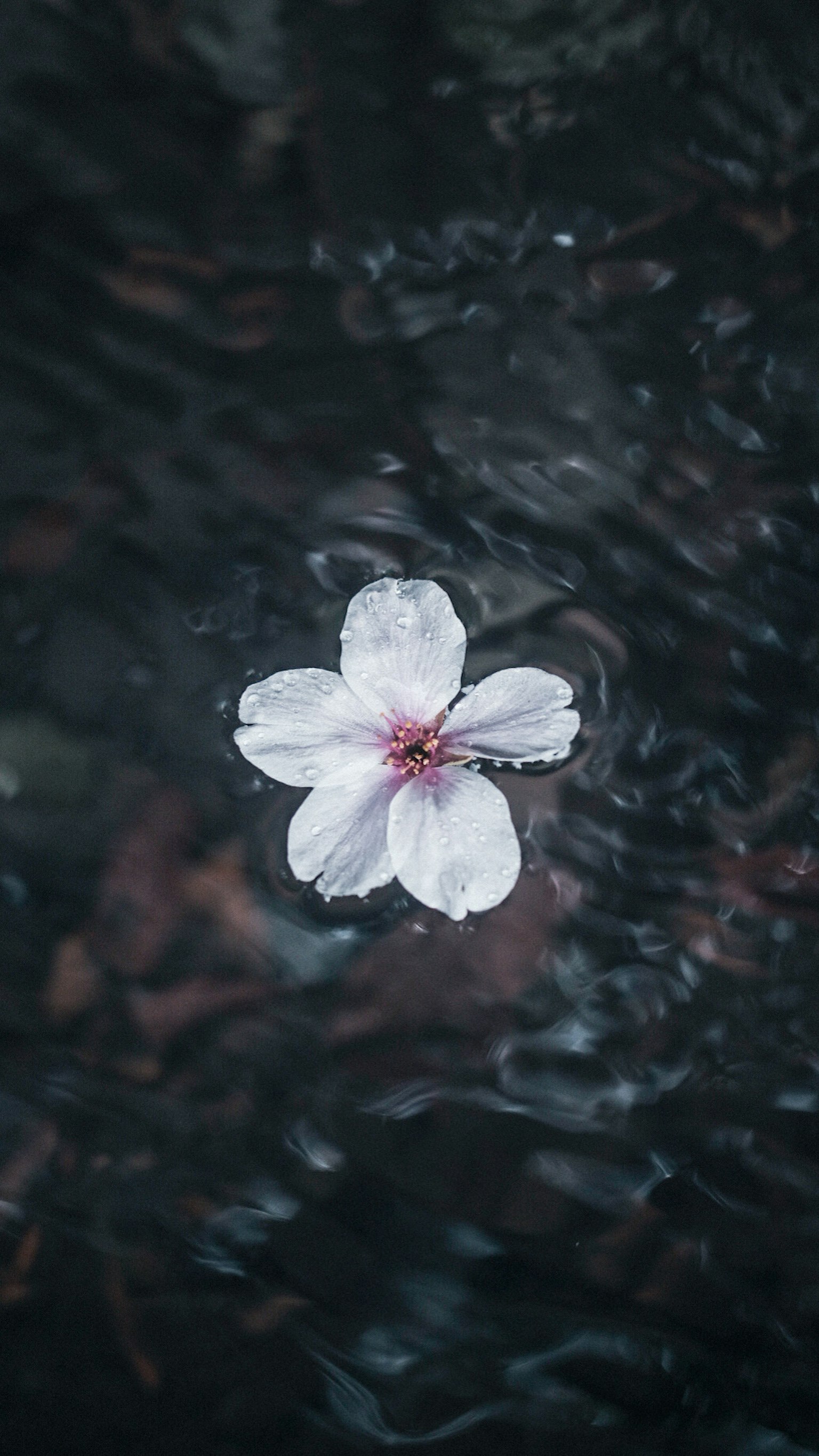 水面上漂浮的白色花朵的美麗圖像