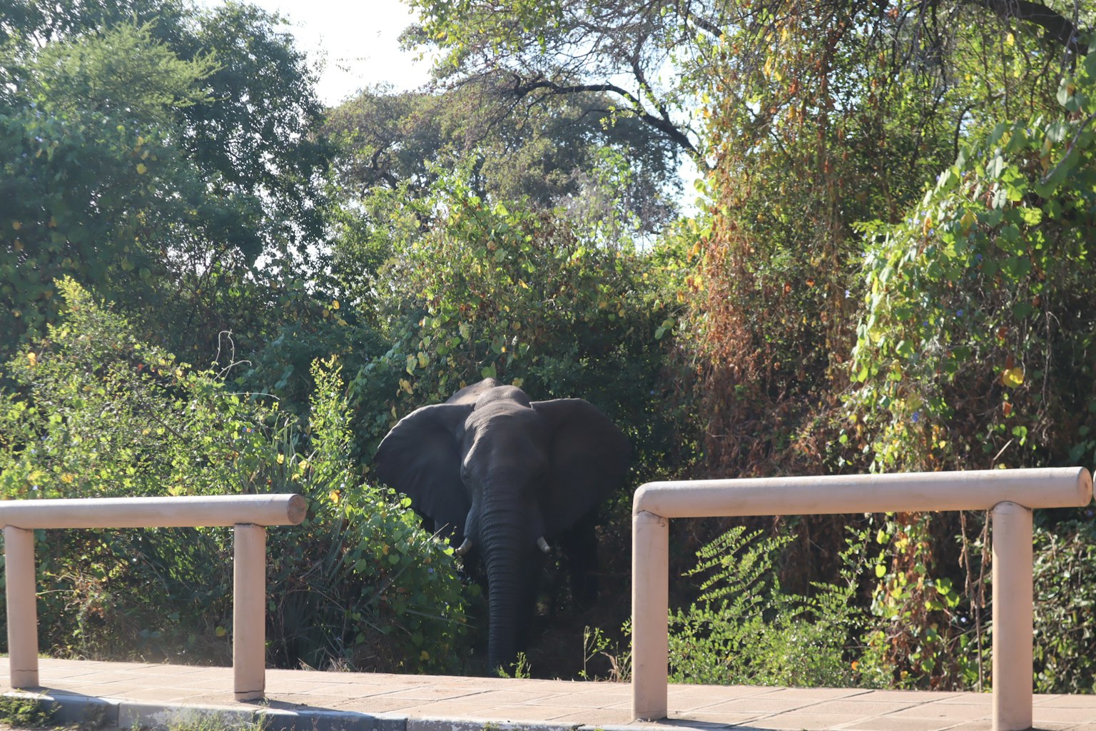 Elefant steht zwischen Bäumen in einem üppigen grünen Hintergrund