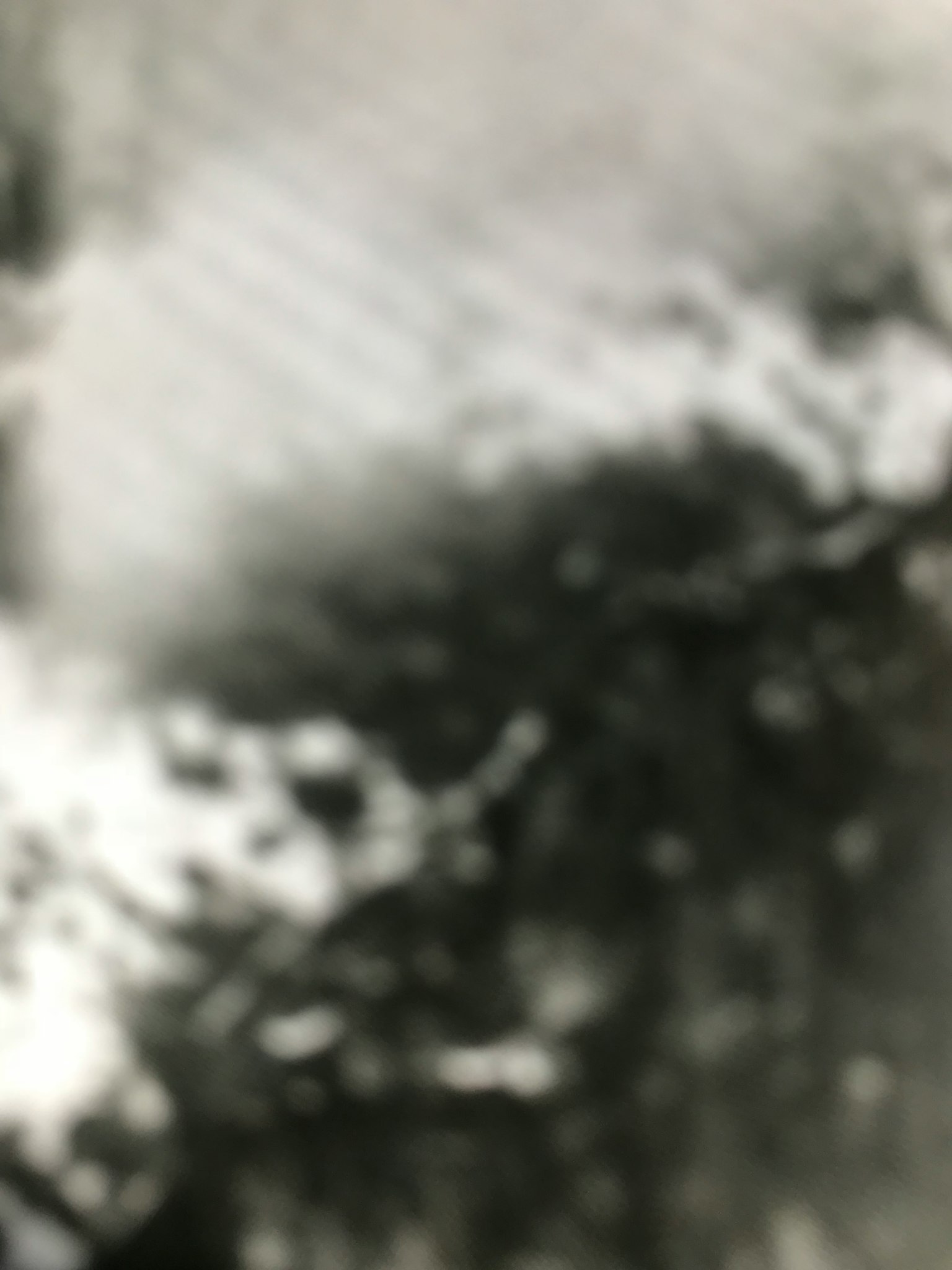 Immagine sfocata in bianco e nero con foglie e rami di albero