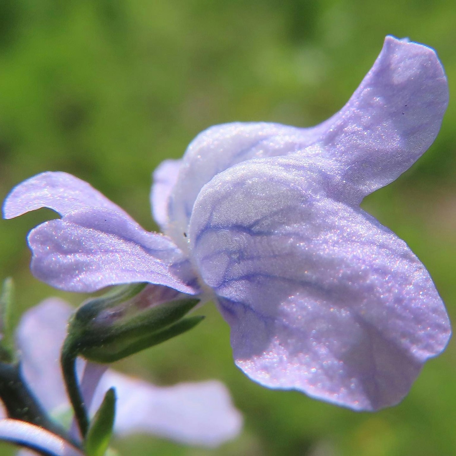 Close-up of a light purple flower with delicate petals and green leaves