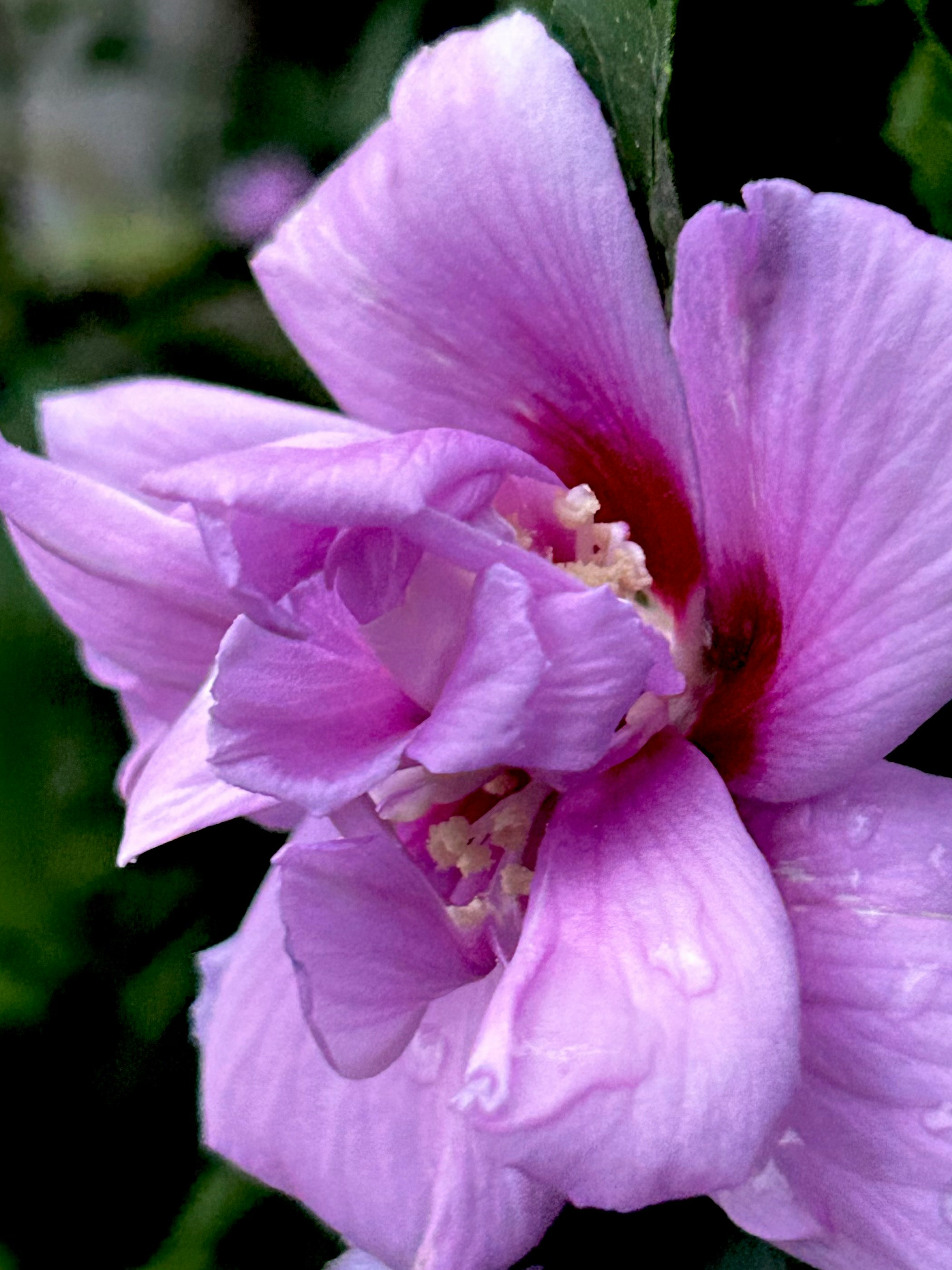 Nahaufnahme einer violetten Hibiskusblüte mit überlappenden Blütenblättern