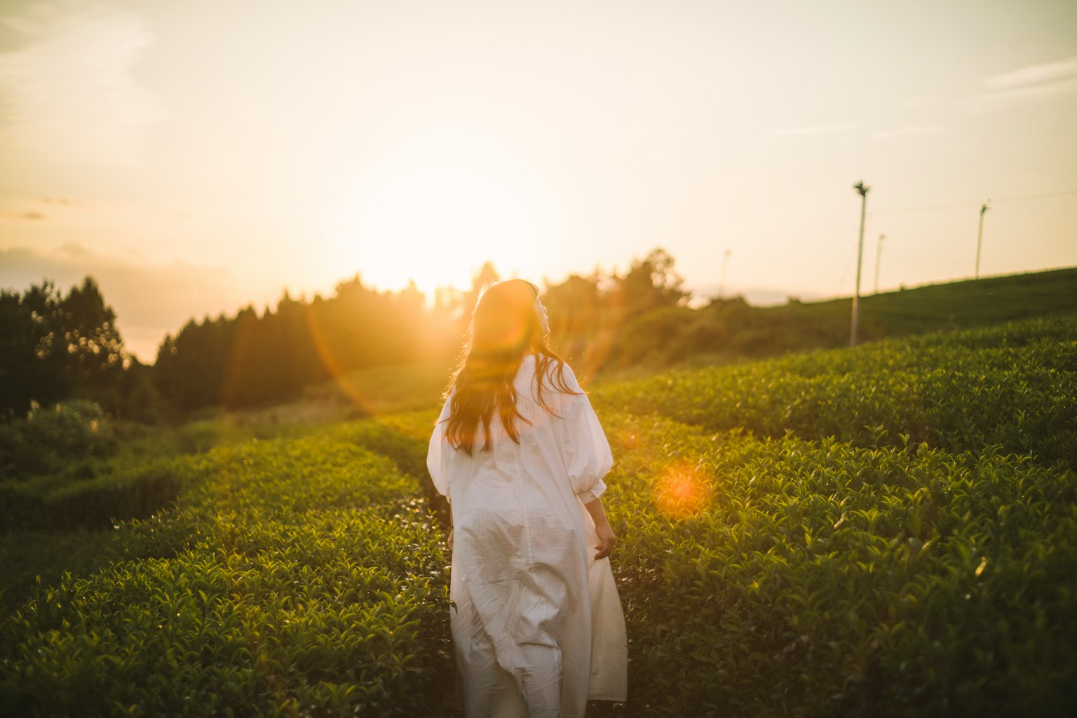 Một người phụ nữ trong chiếc váy trắng đi qua cánh đồng trà xanh với hoàng hôn phía sau