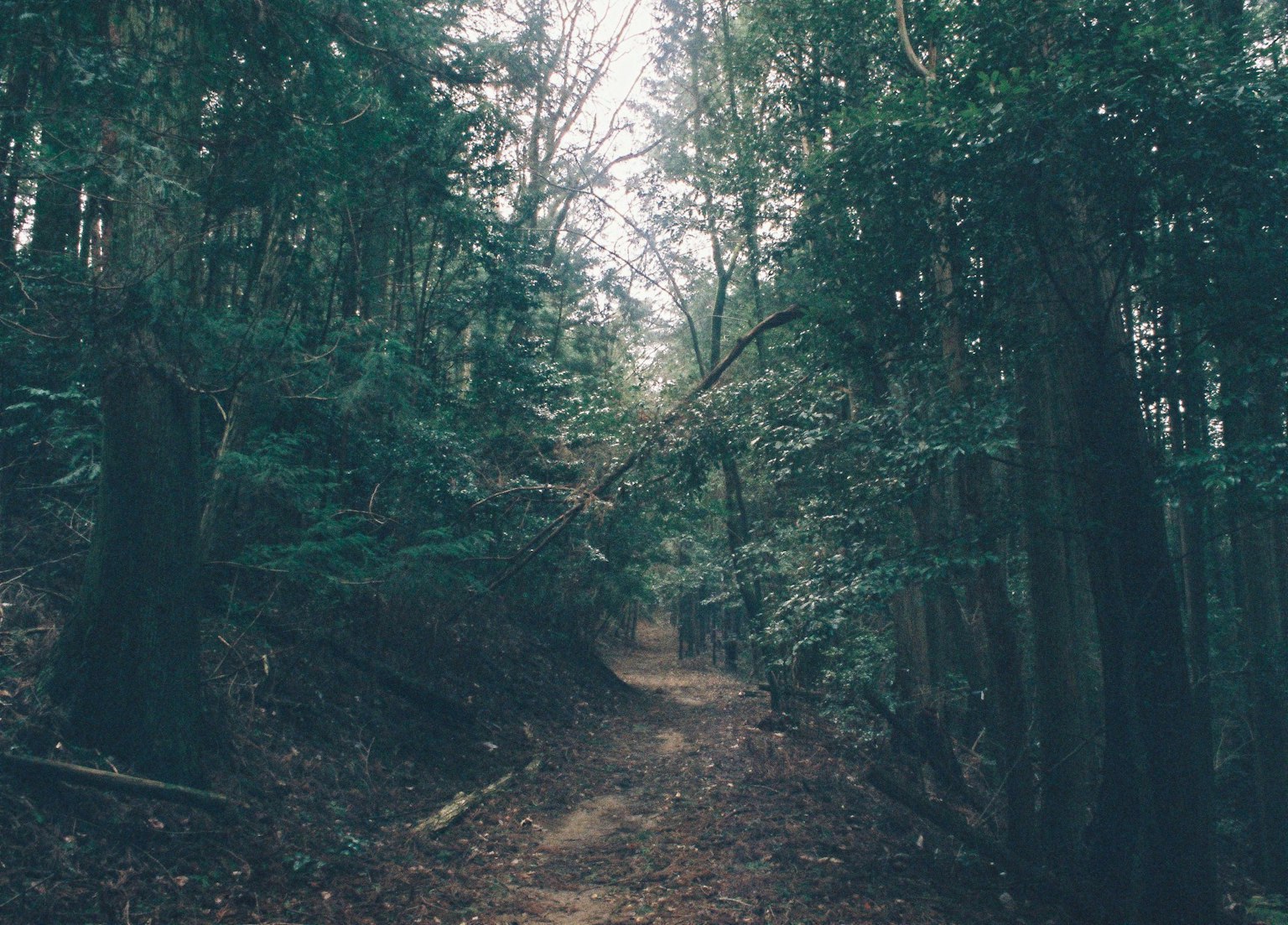A serene path through a lush green forest with dappled sunlight