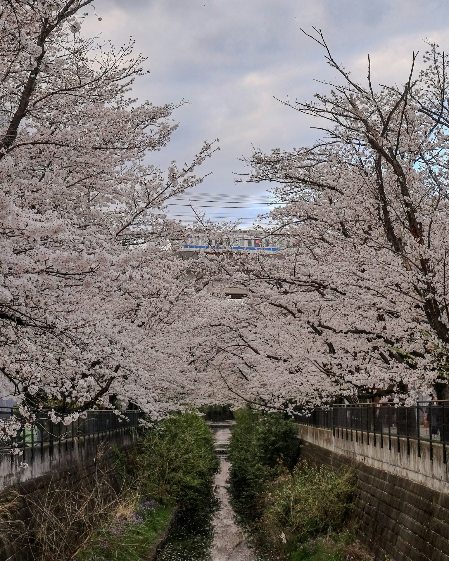 Sentiero fiancheggiato da alberi di ciliegio in fiore