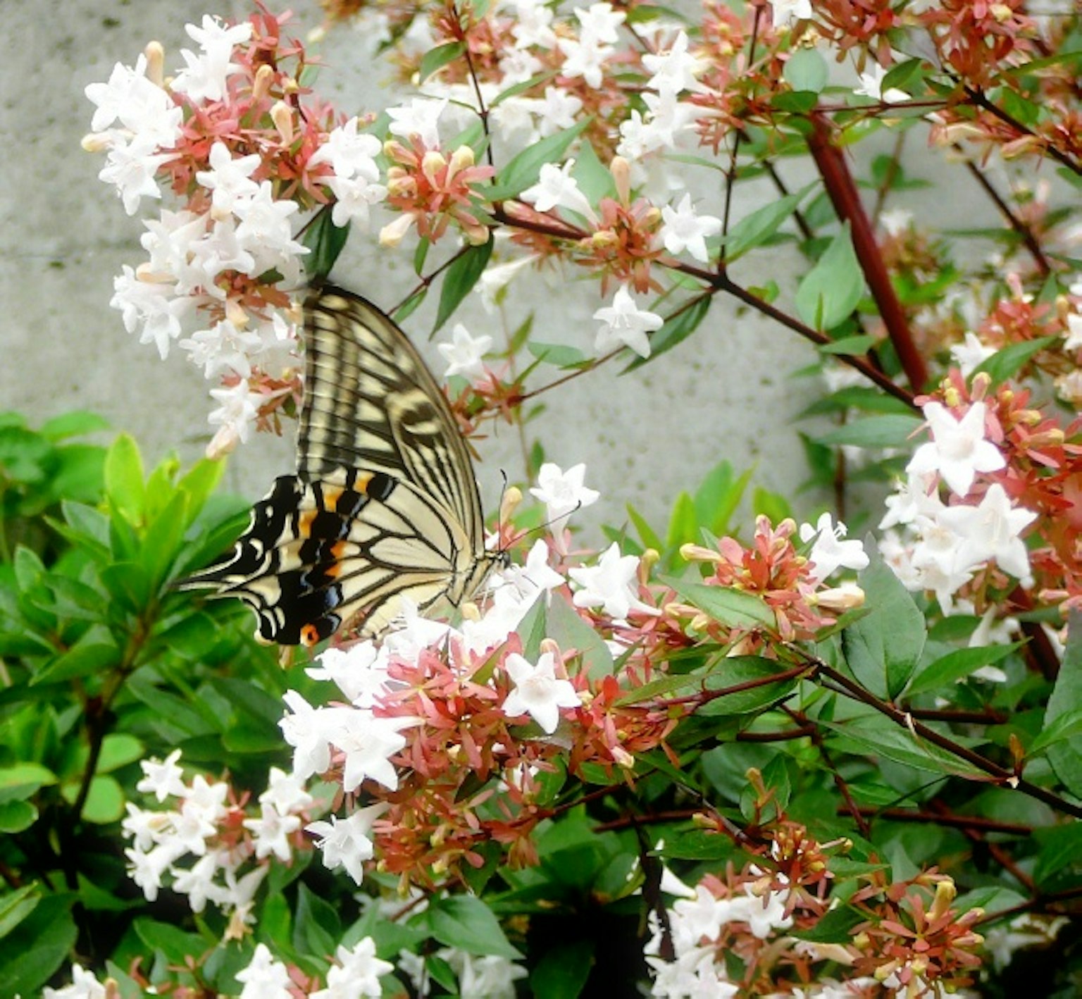 Eine schöne Gartenszene mit weißen Blumen und einem schwarzen Schmetterling