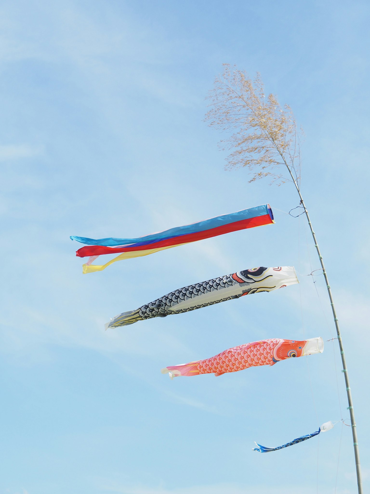 Koi nobori nageant dans le ciel bleu avec de l'herbe de la pampa