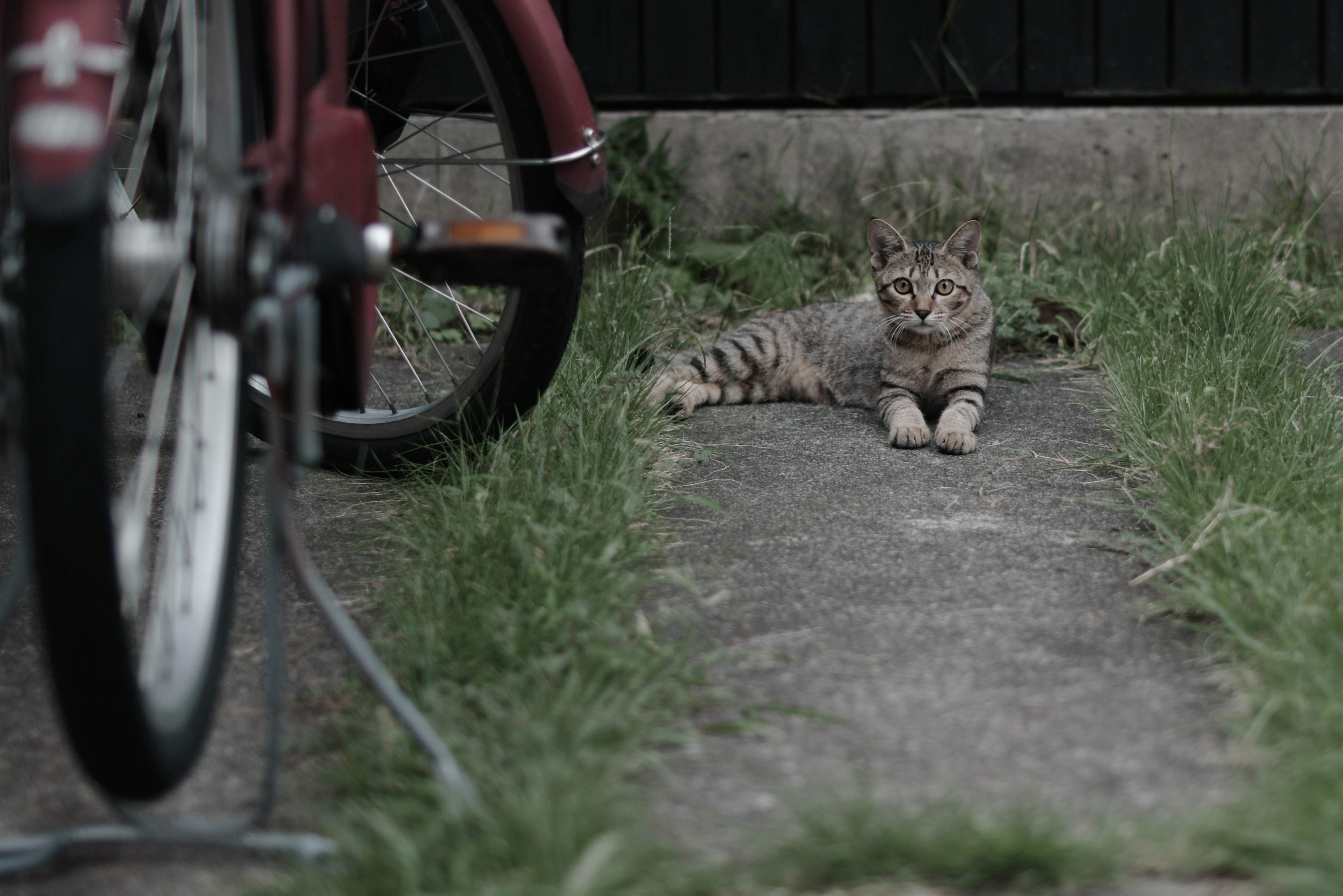 自転車の横でくつろぐ子猫の路地の散歩道