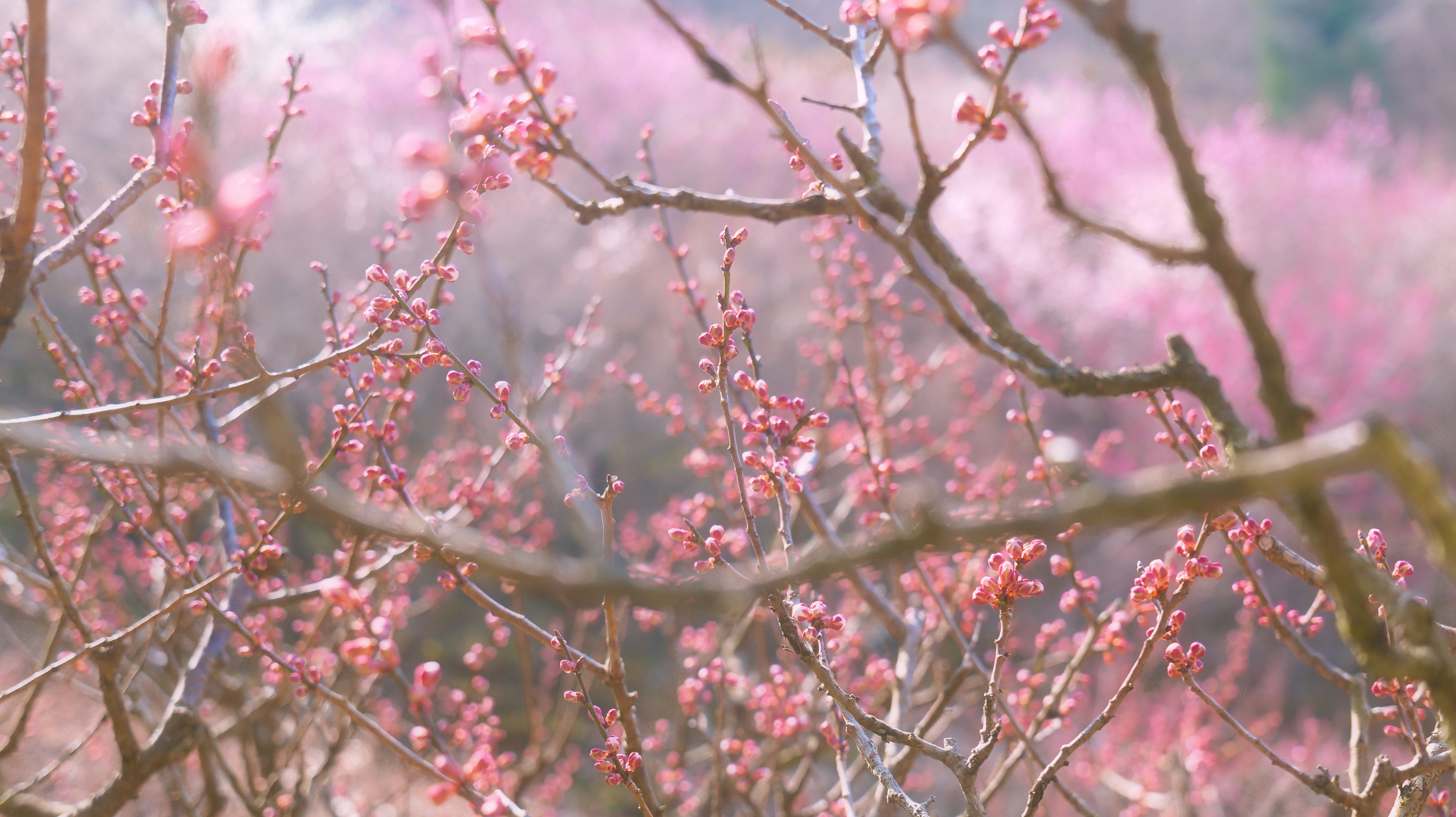 桃色の花が咲く枝先のアップ