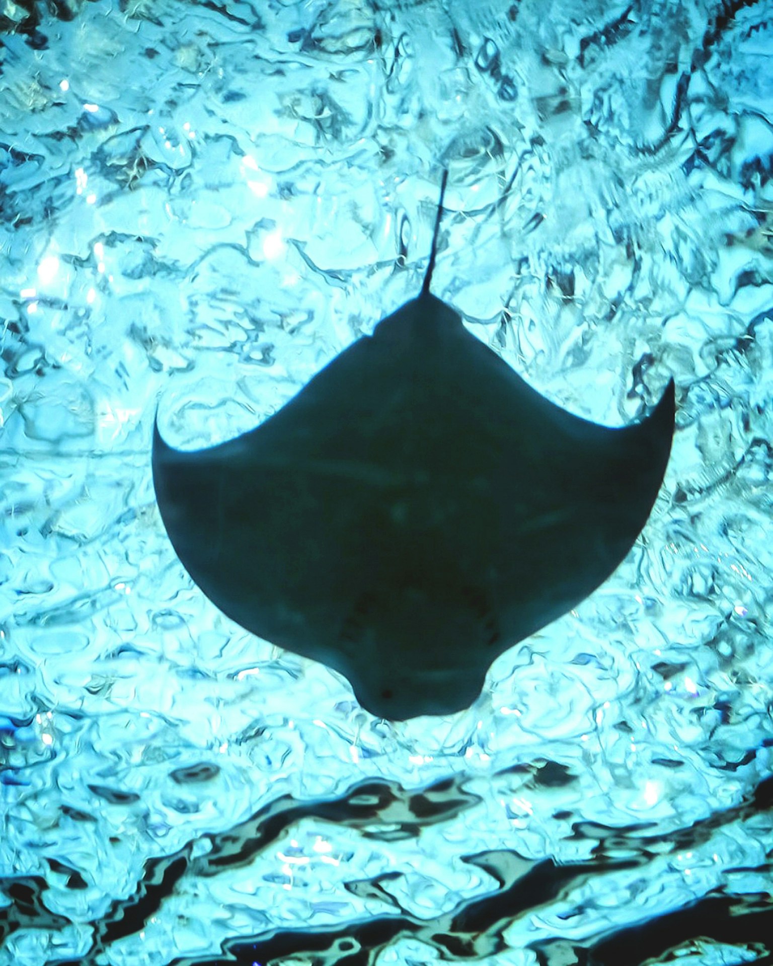 Silhouette d'une raie nageant sous l'eau avec des ondulations bleues frappantes