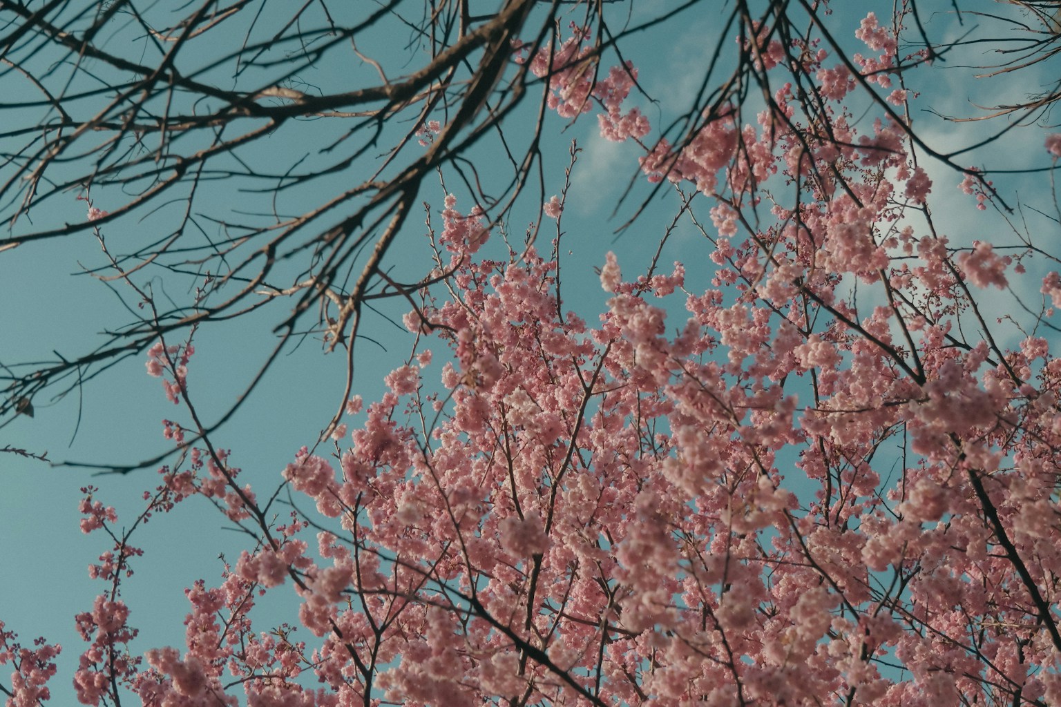 Fiori di ciliegio contro un cielo blu con rami delicati