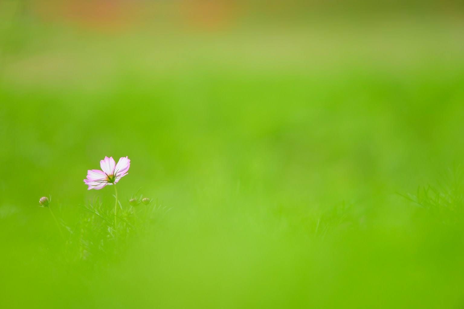 A small light pink flower blooming in green grass