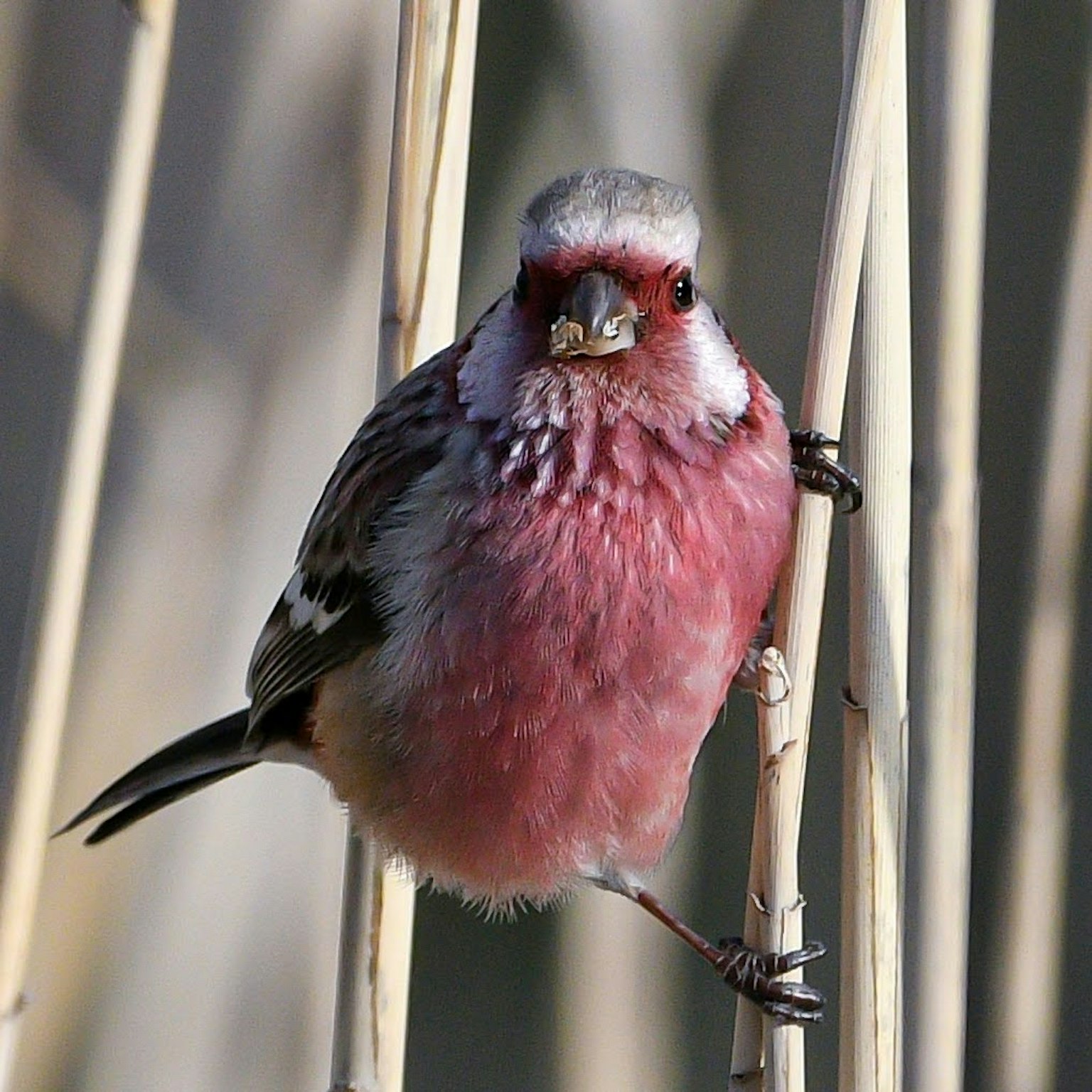 Ein kleiner Vogel mit wunderschönem rosa Gefieder, der auf einem dünnen Schilfrohr sitzt
