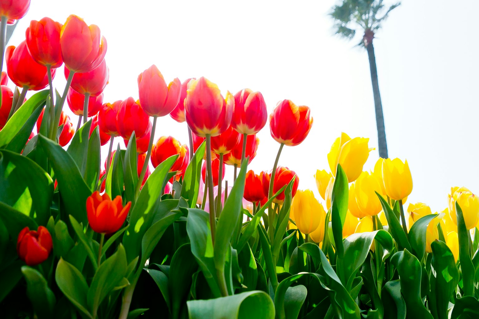 Un affichage vibrant de tulipes rouges et jaunes dans un parterre de fleurs