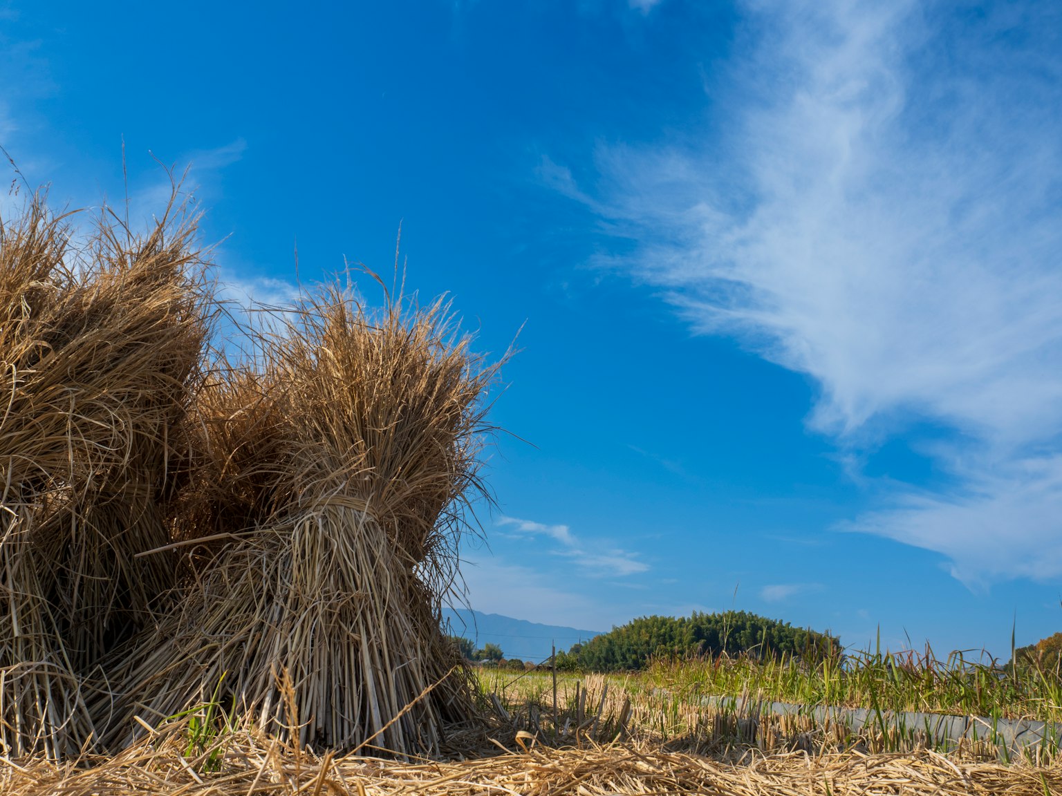 Piles de paille récoltée sous un ciel bleu clair