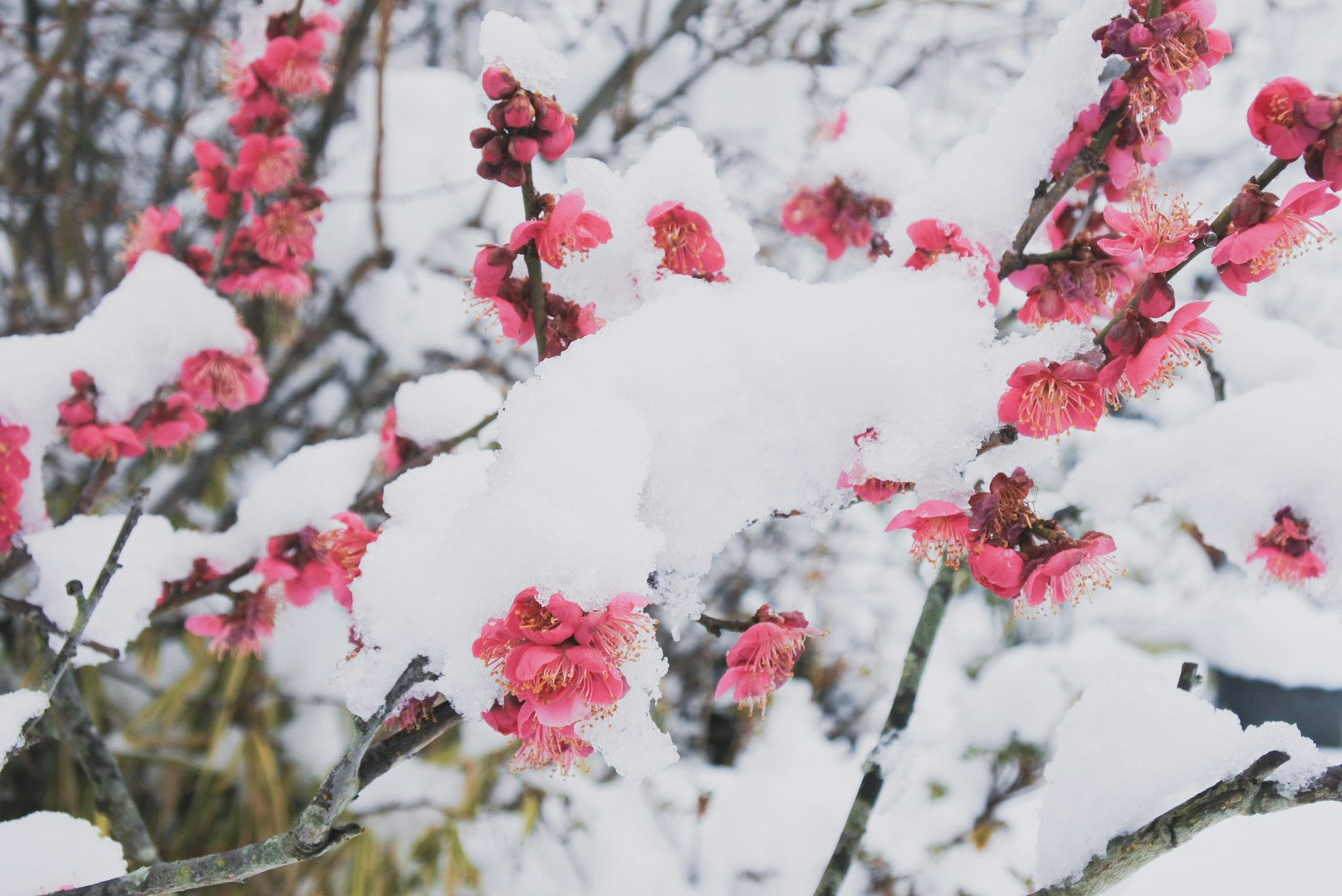 Pink plum blossoms dusted with snow on branches