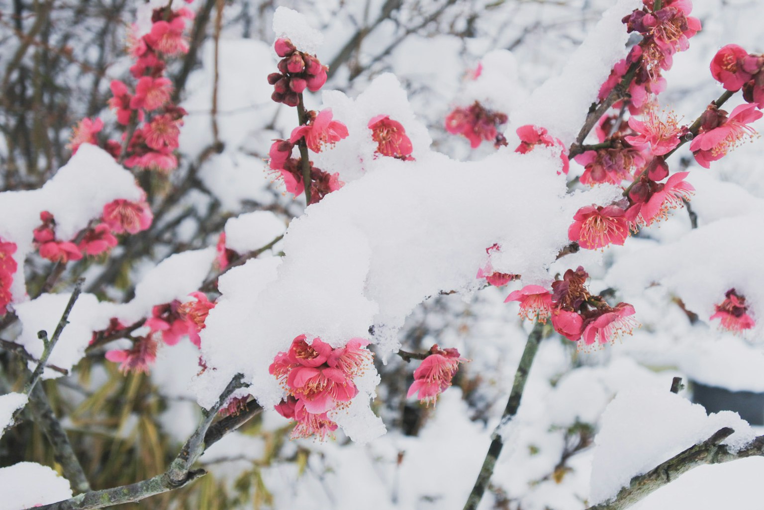 Acercamiento de flores de durazno cubiertas de nieve