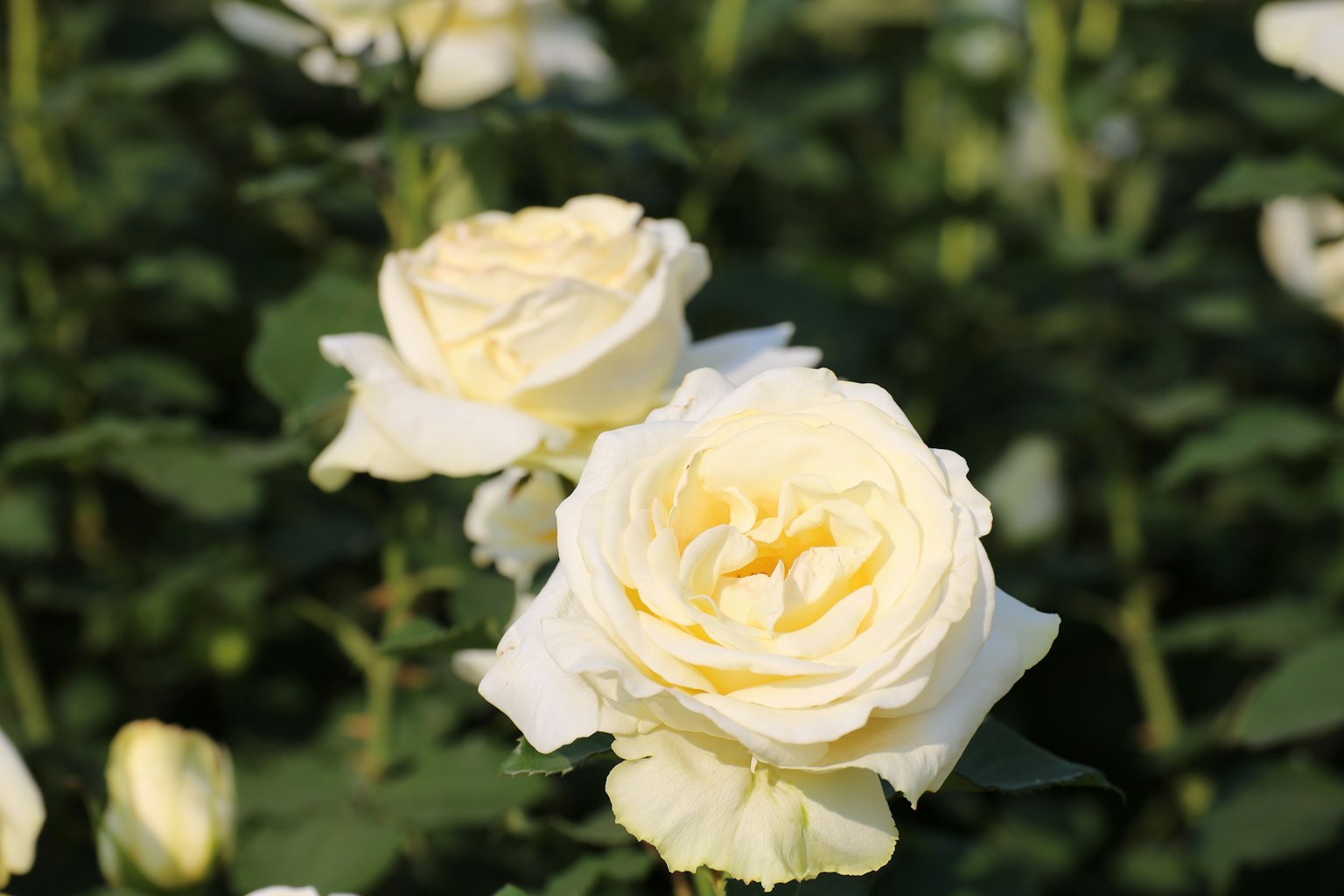 Una escena de jardín con rosas blancas en flor