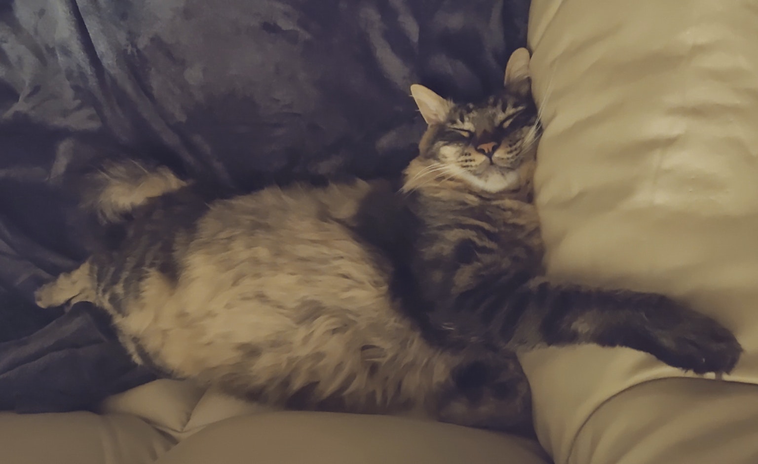 Kucing coklat yang terbaring di sofa dengan postur santai
