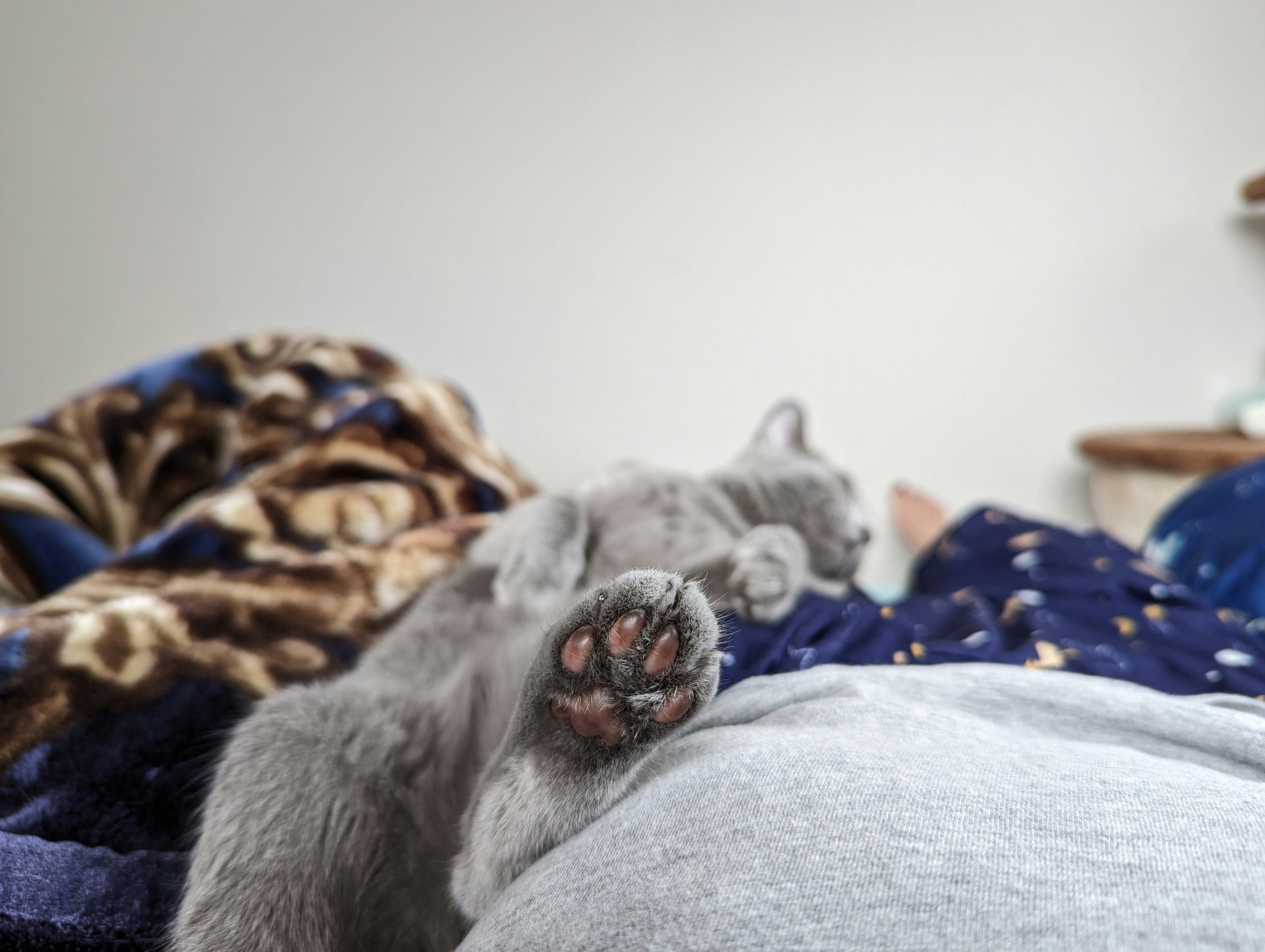 ベッドでくつろぐグレーの猫の寝姿