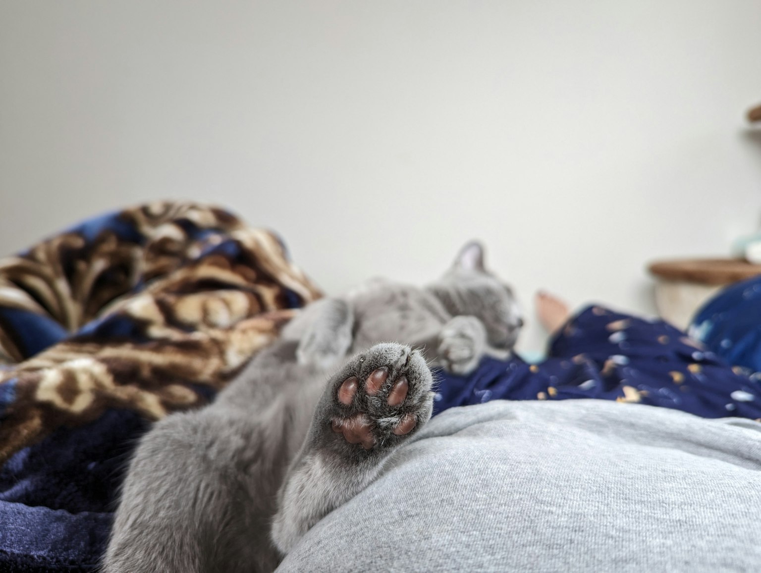 Gray cat relaxing on a bed with cozy blankets