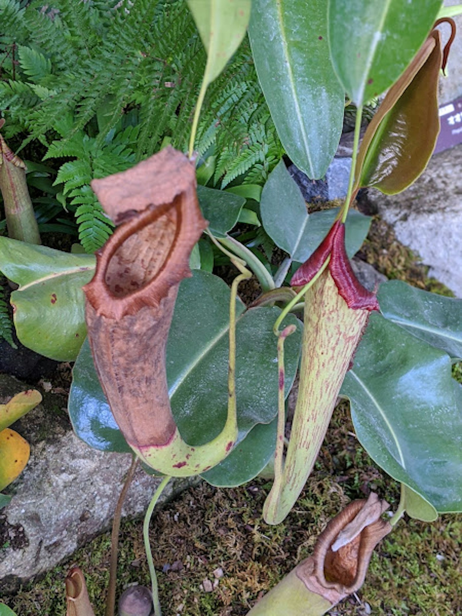 Colorful pitcher plants among green leaves