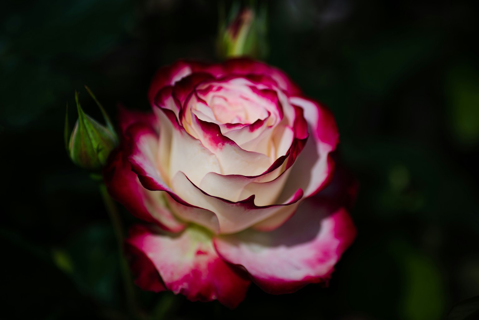 Une rose rouge et blanche vibrante fleurissant sur un fond sombre