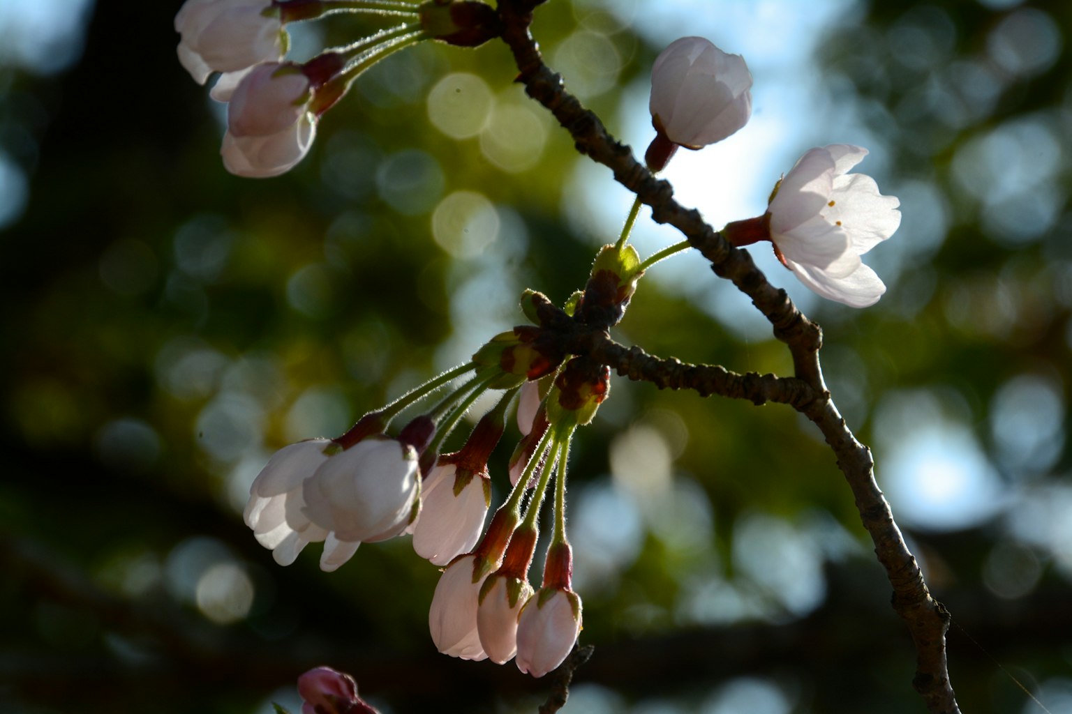 Gros plan de fleurs de cerisier sur une branche