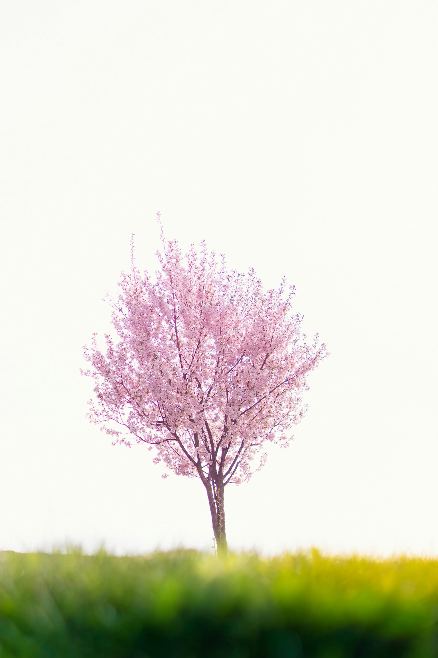 A pink flowering tree stands in a green field