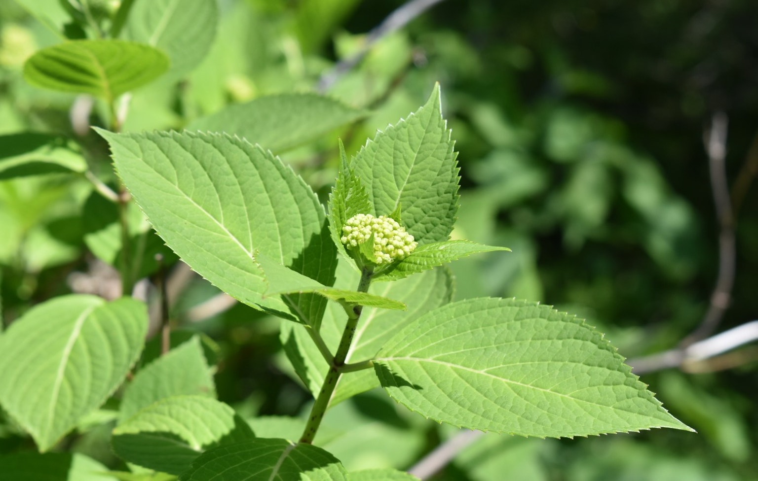 特写植物，绿色叶子和花蕾