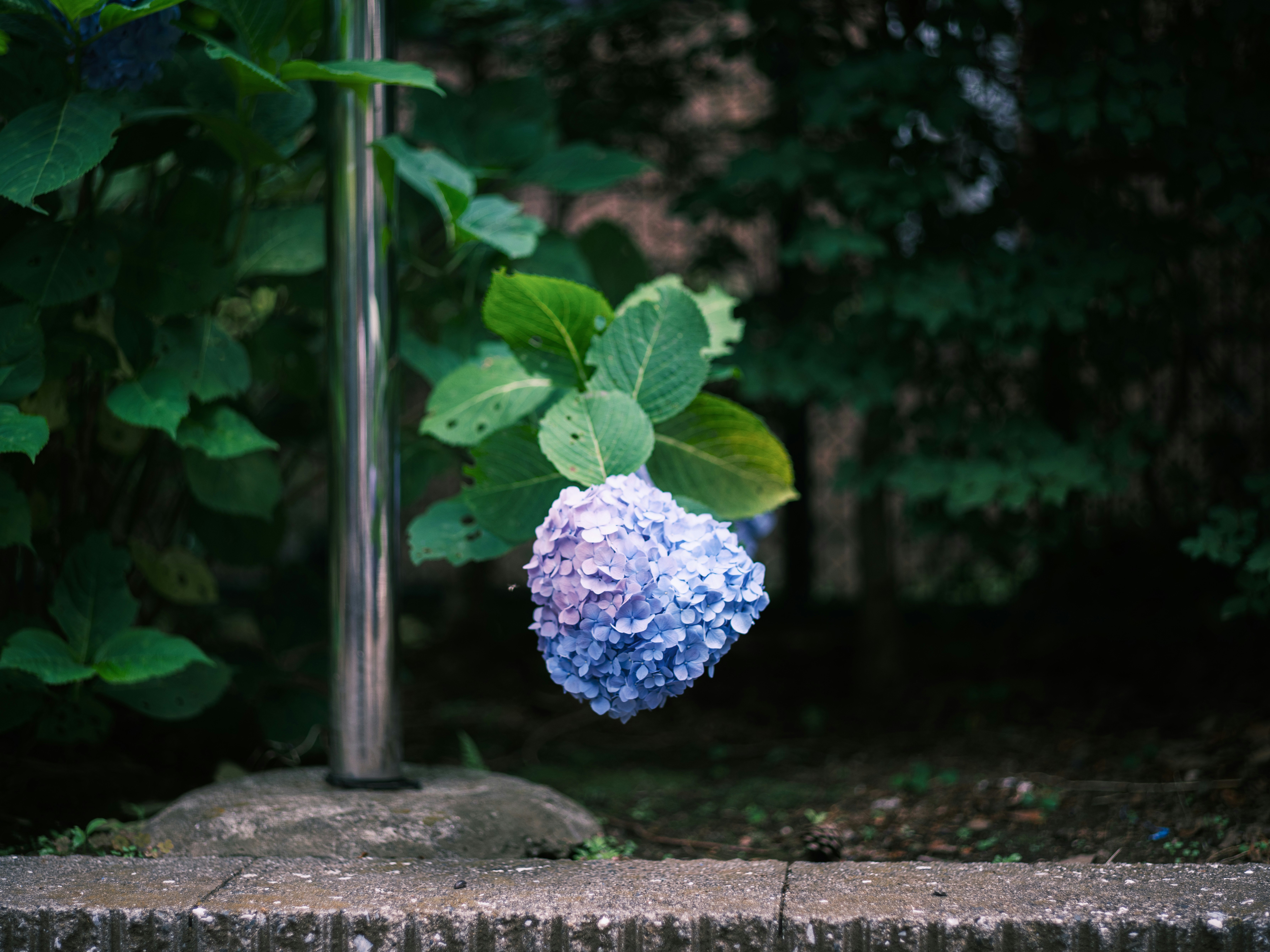 石の縁に咲く青紫のアジサイの花