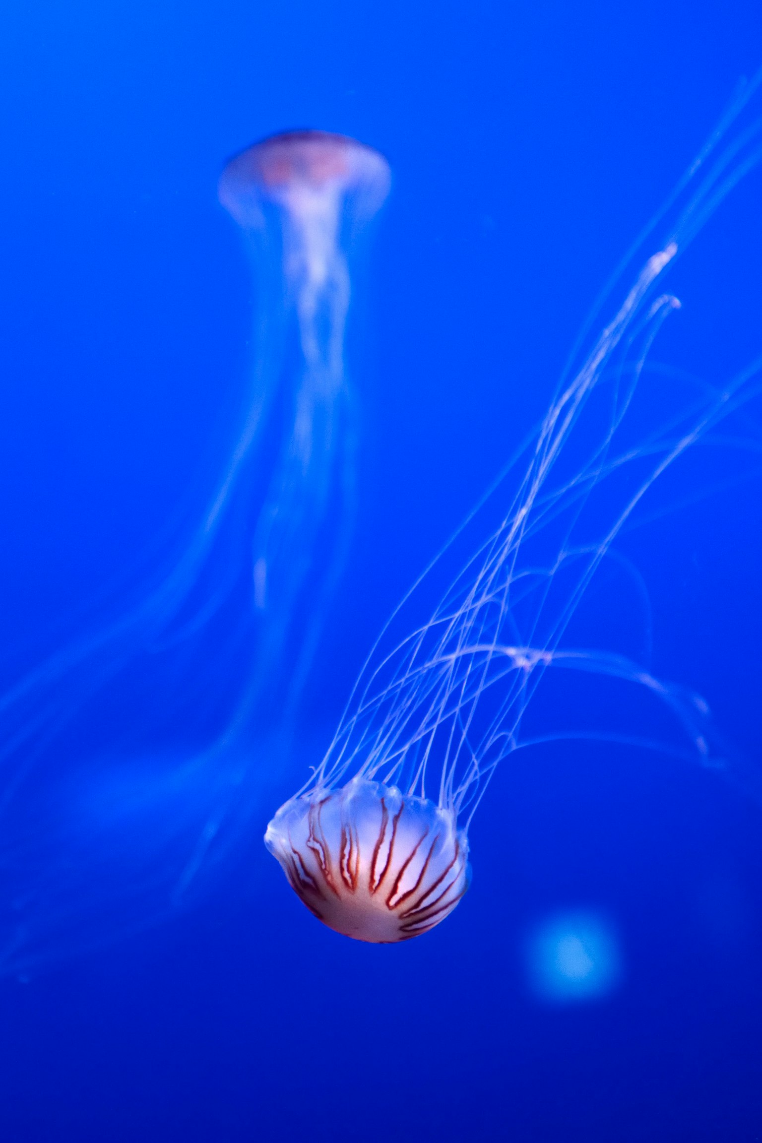 ภาพของแมงกะพรุนสองตัวว่ายน้ำบนพื้นหลังสีน้ำเงิน