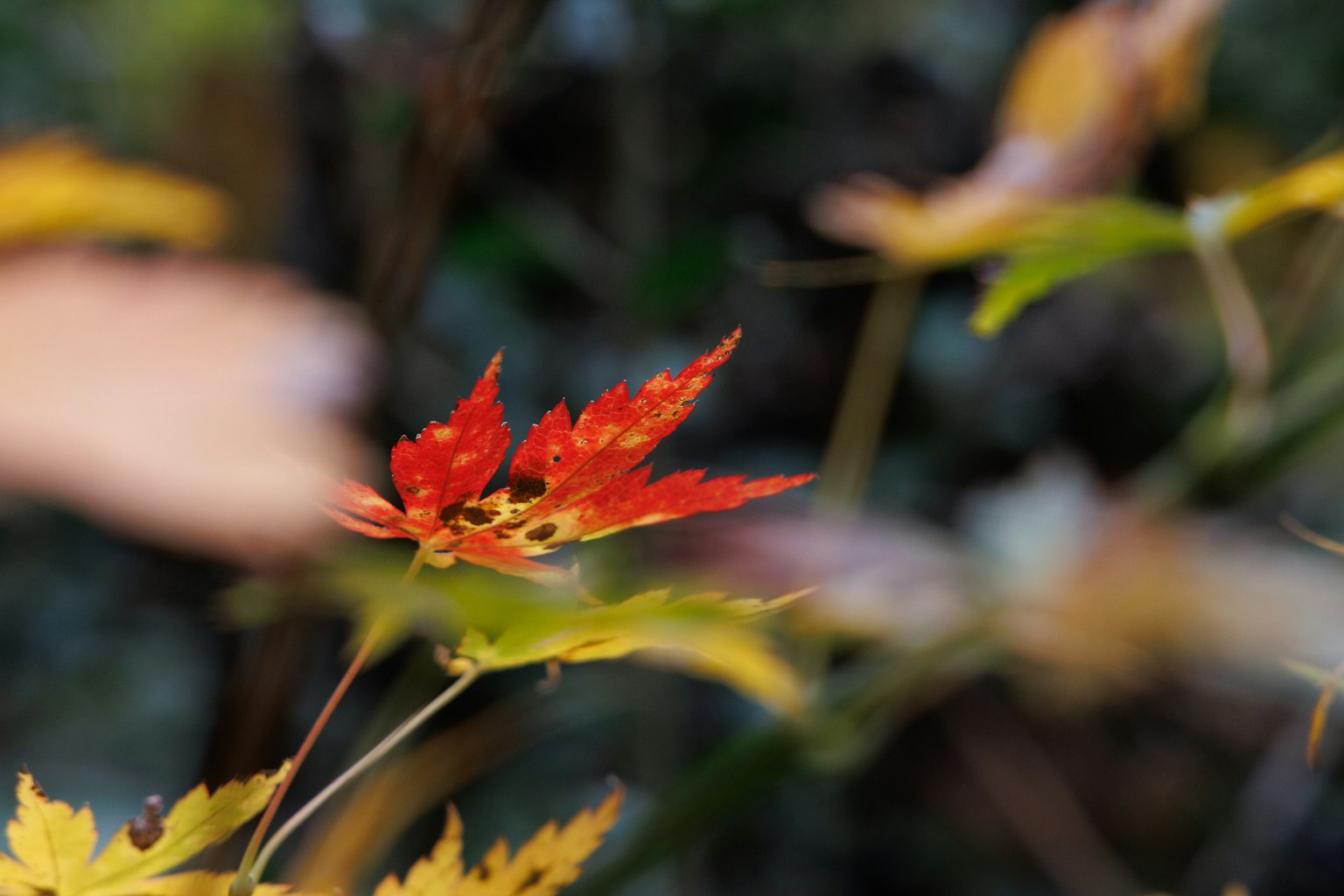 鮮やかな赤と黄色の葉が秋の風景を彩る