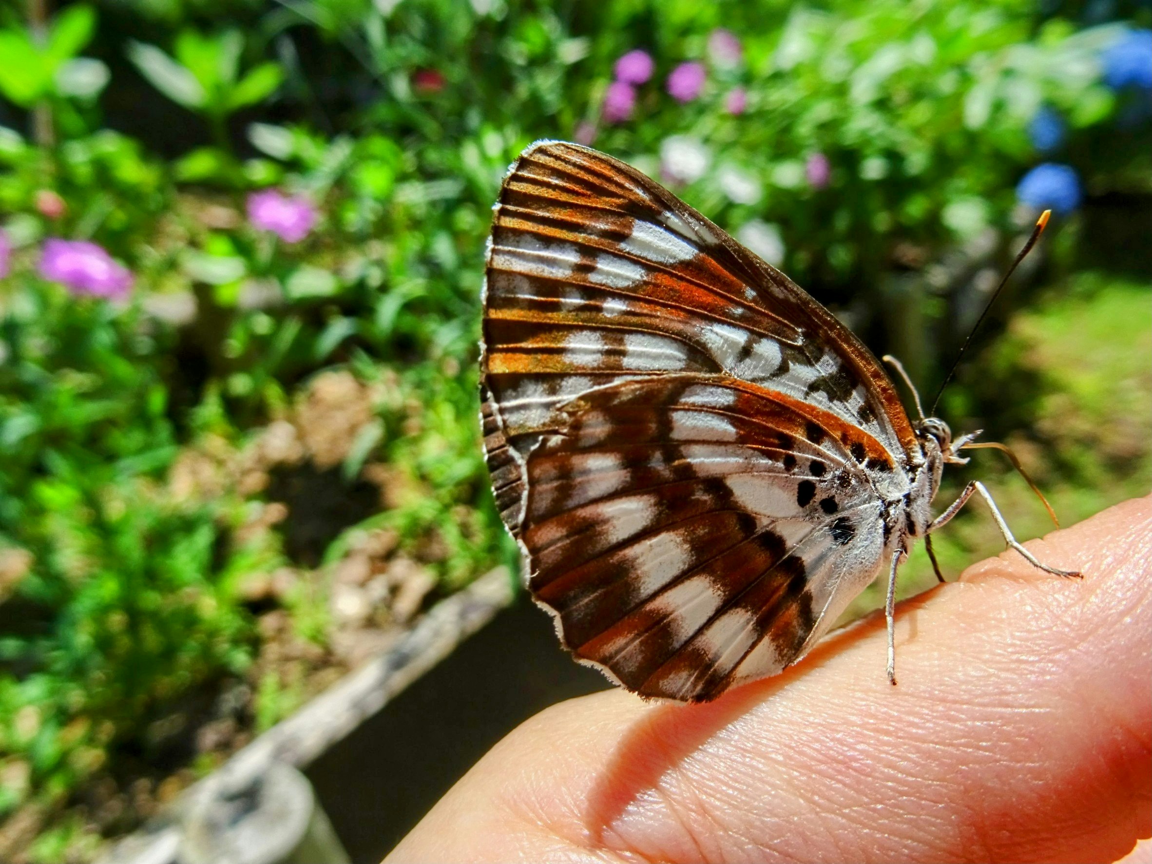 指先にとまった茶色の蝶と花の背景