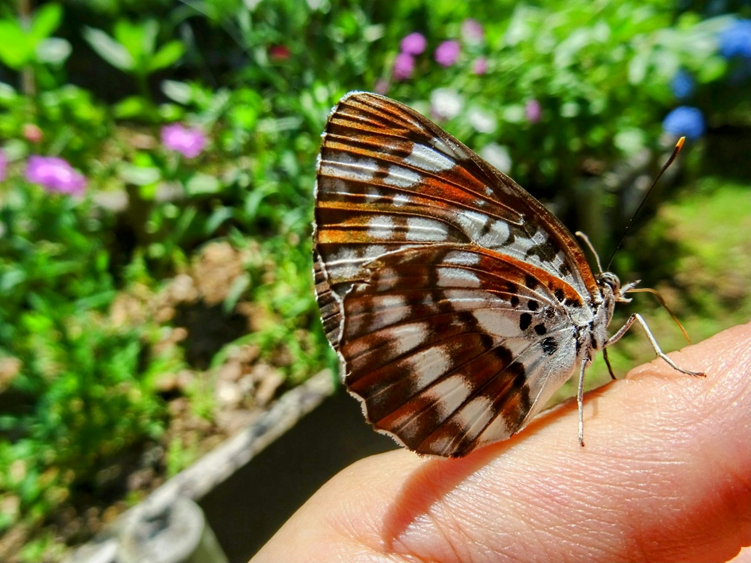 Un magnifique papillon aux motifs bruns et blancs posé sur un doigt