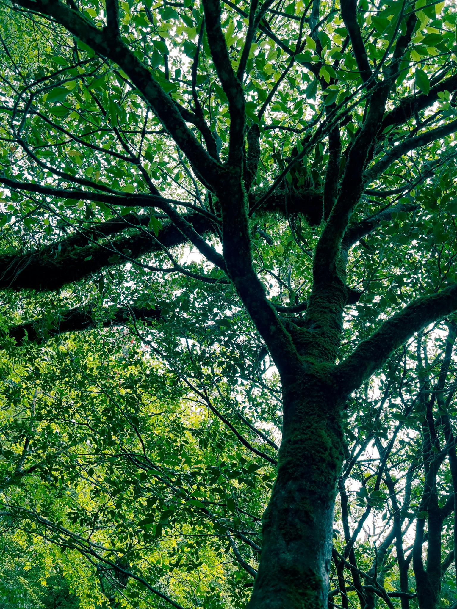Imagen que muestra la vista superior de un árbol con hojas verdes