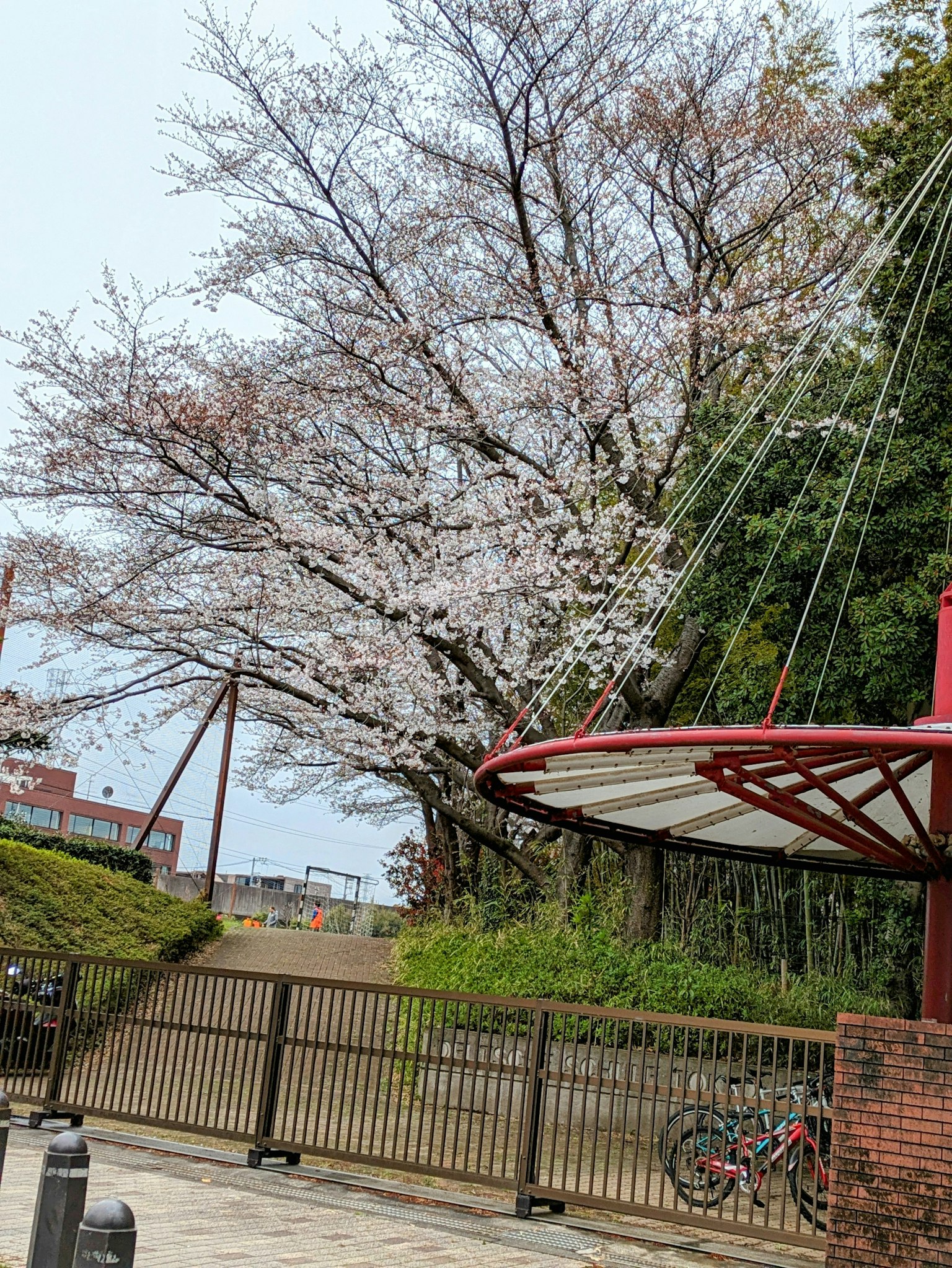 Escena de parque con un gran cerezo en flor