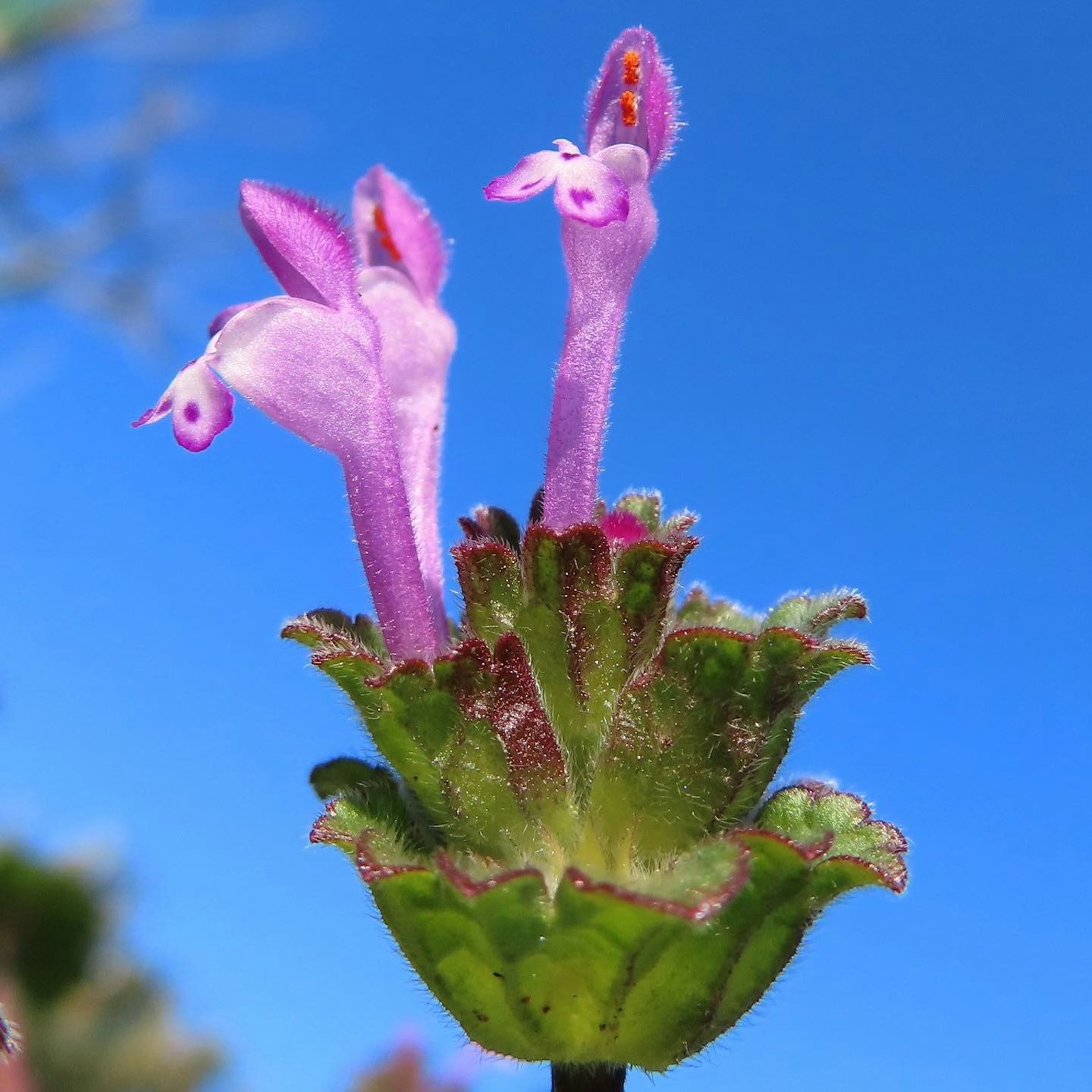 Pflanze mit lila Blumen, die vor einem strahlend blauen Himmel blühen