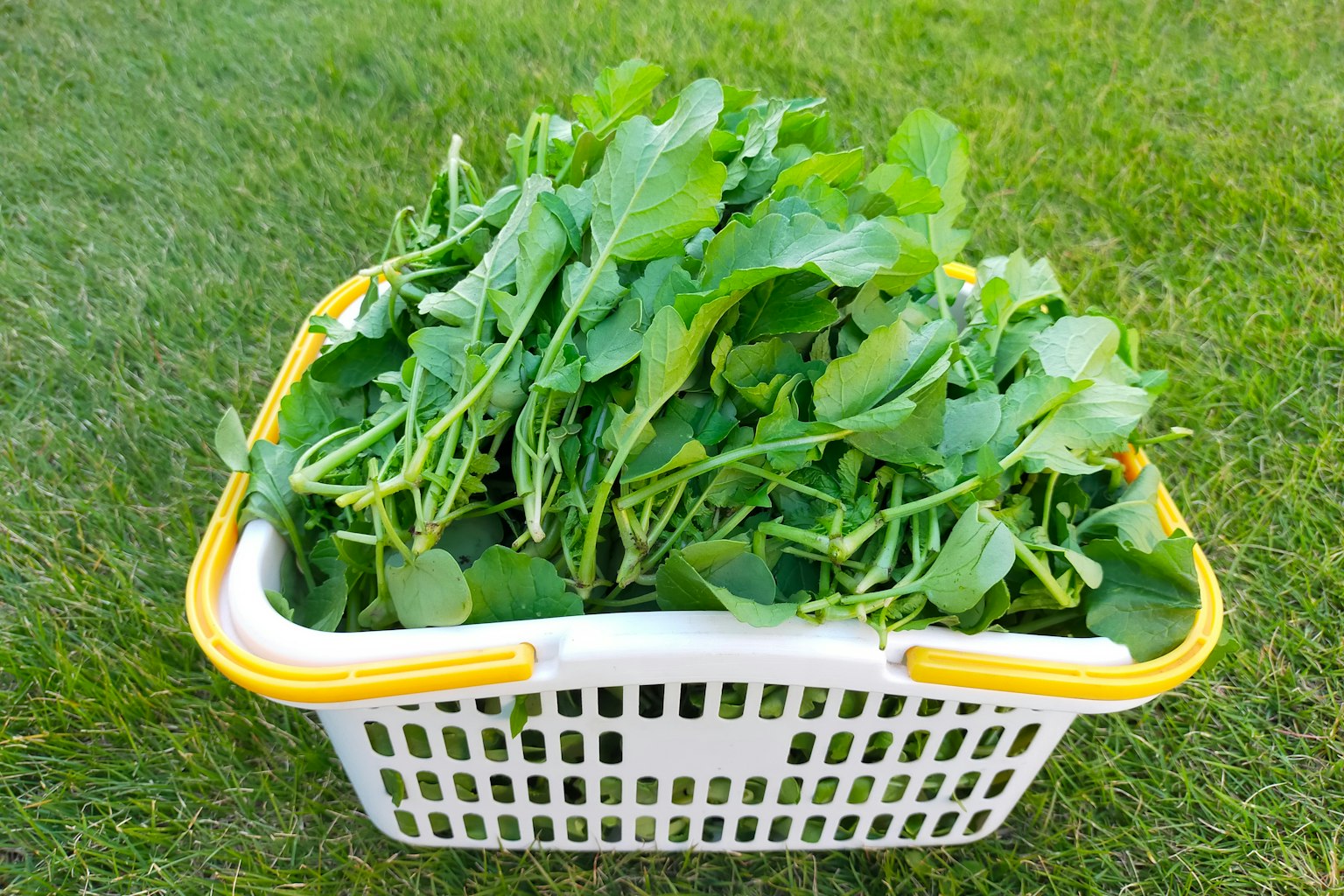 Một giỏ giặt trắng đầy rau lá xanh đặt trên cỏ