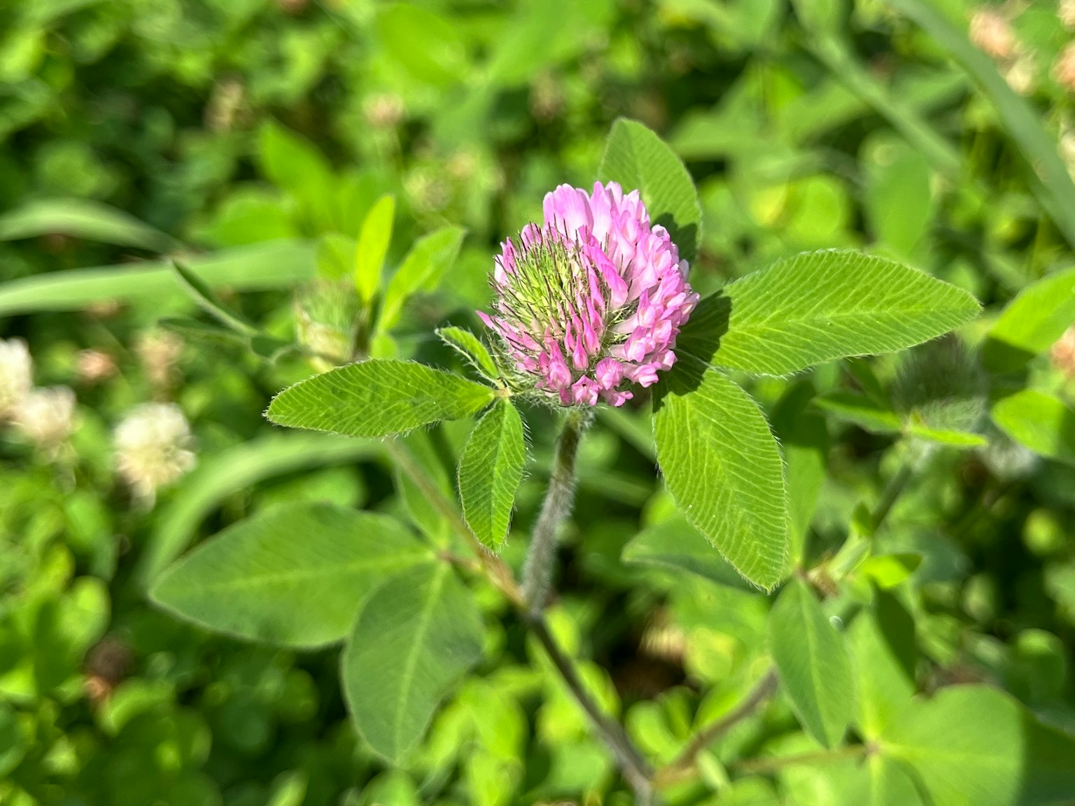 Close-up of a clover plant with a purple flower