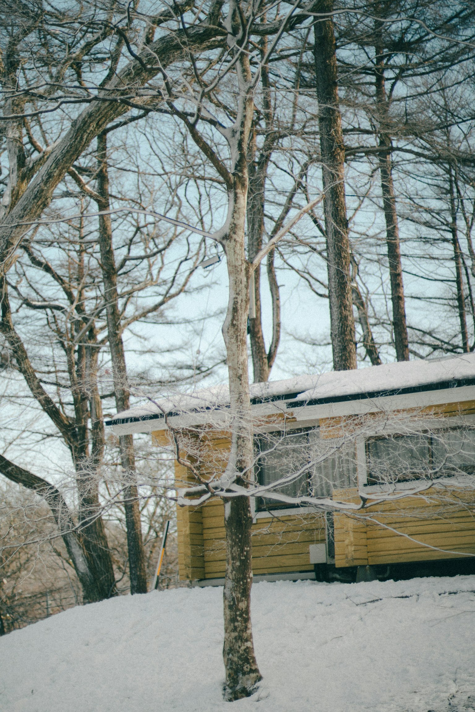 Scena di una cabina gialla circondata da alberi innevati