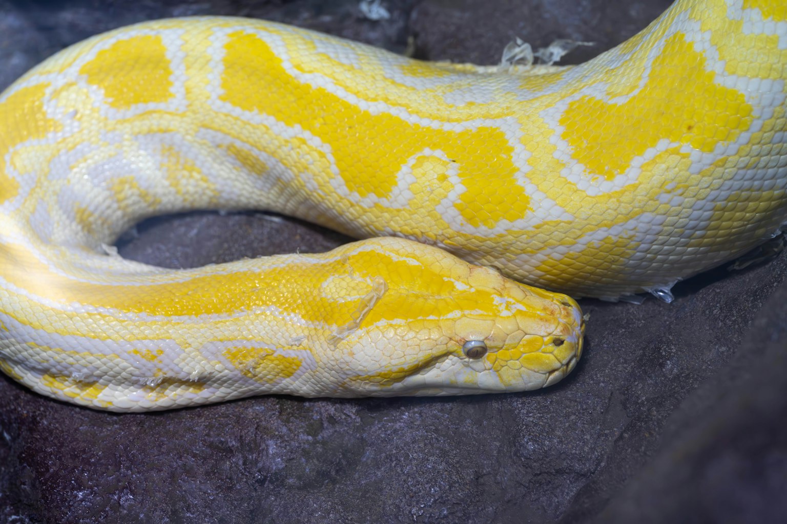 A beautiful yellow ball python resting on a rock