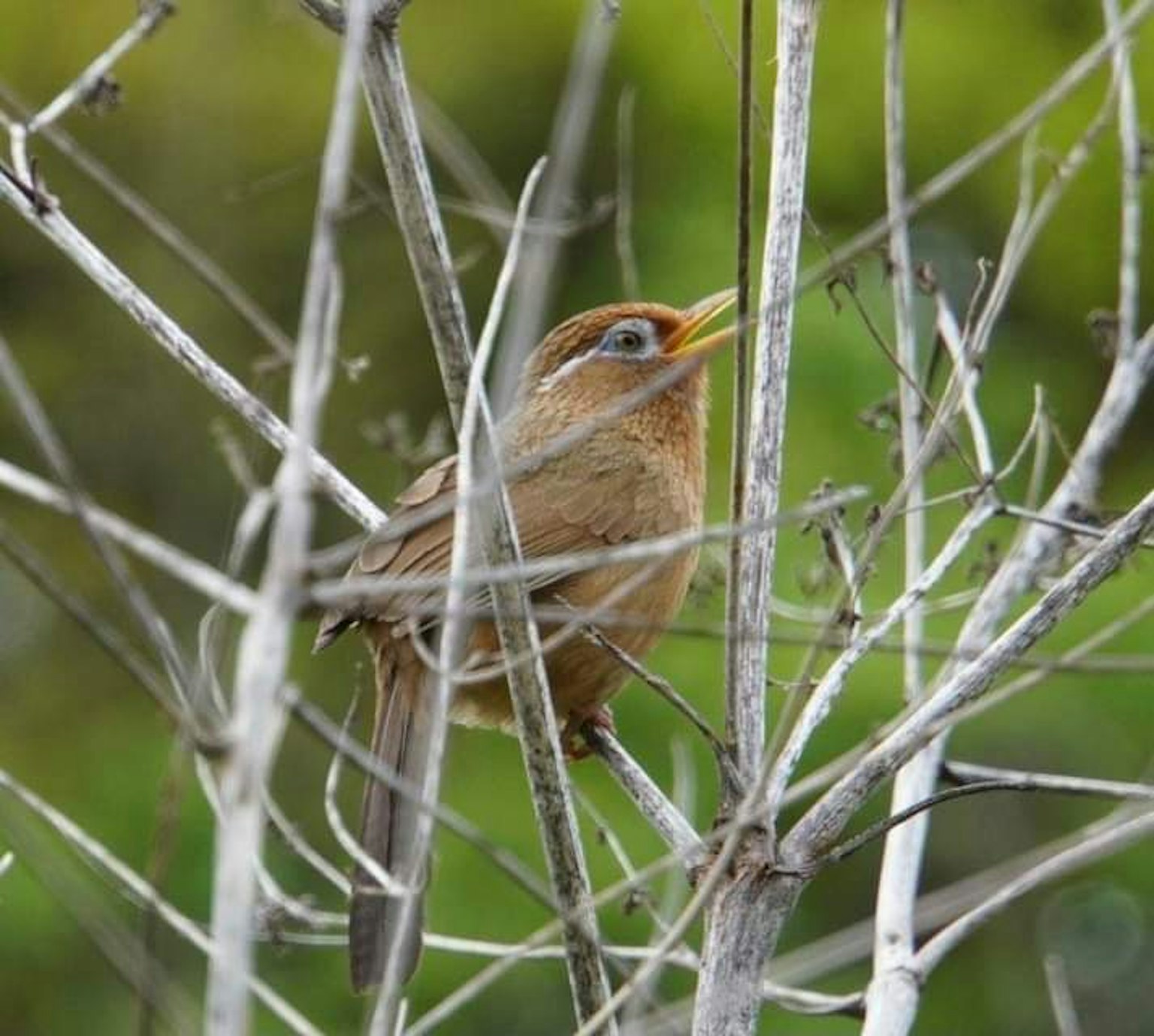 A small bird perched among dry branches