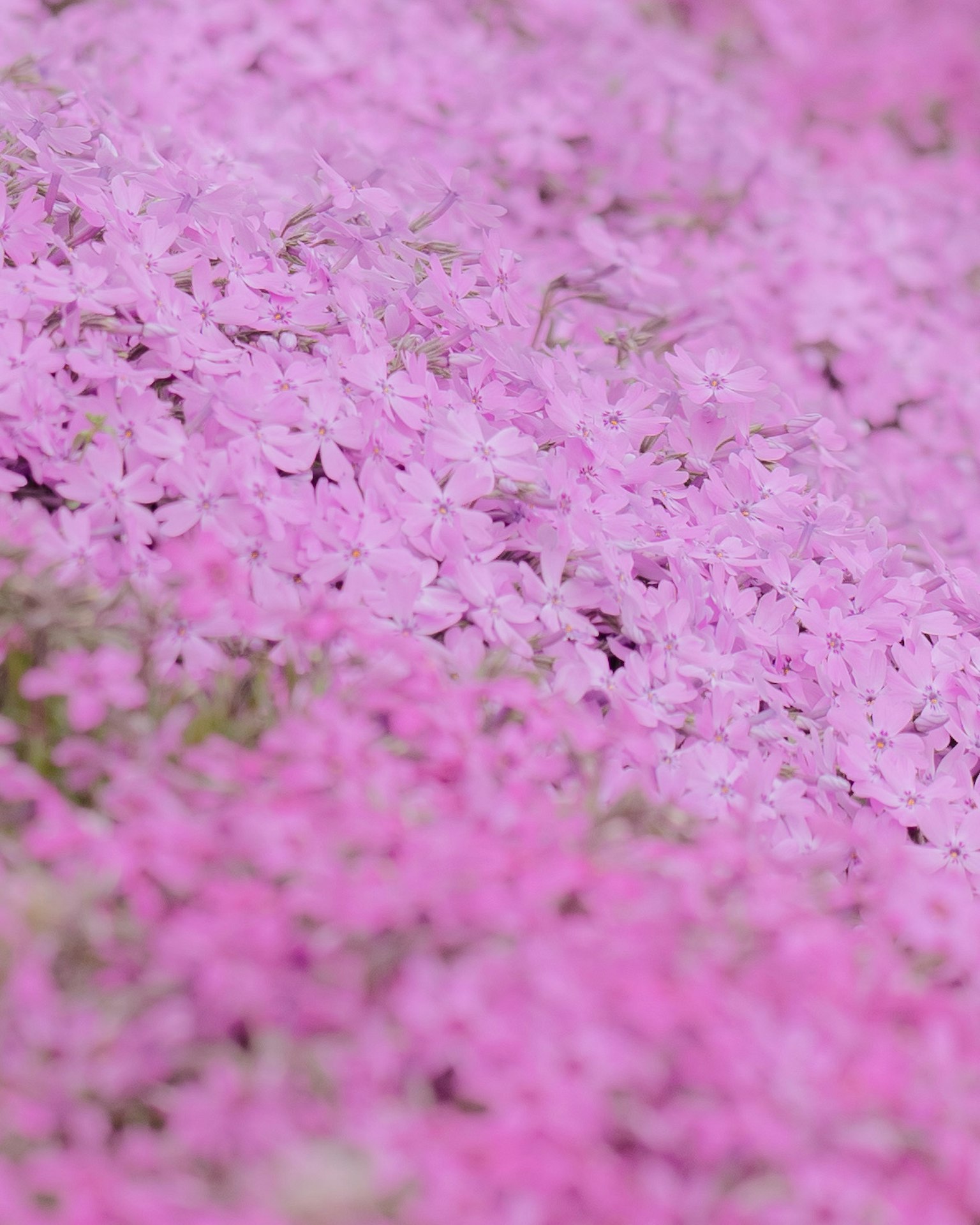 Eine Landschaft voller hell- und dunkelrosa Blumen