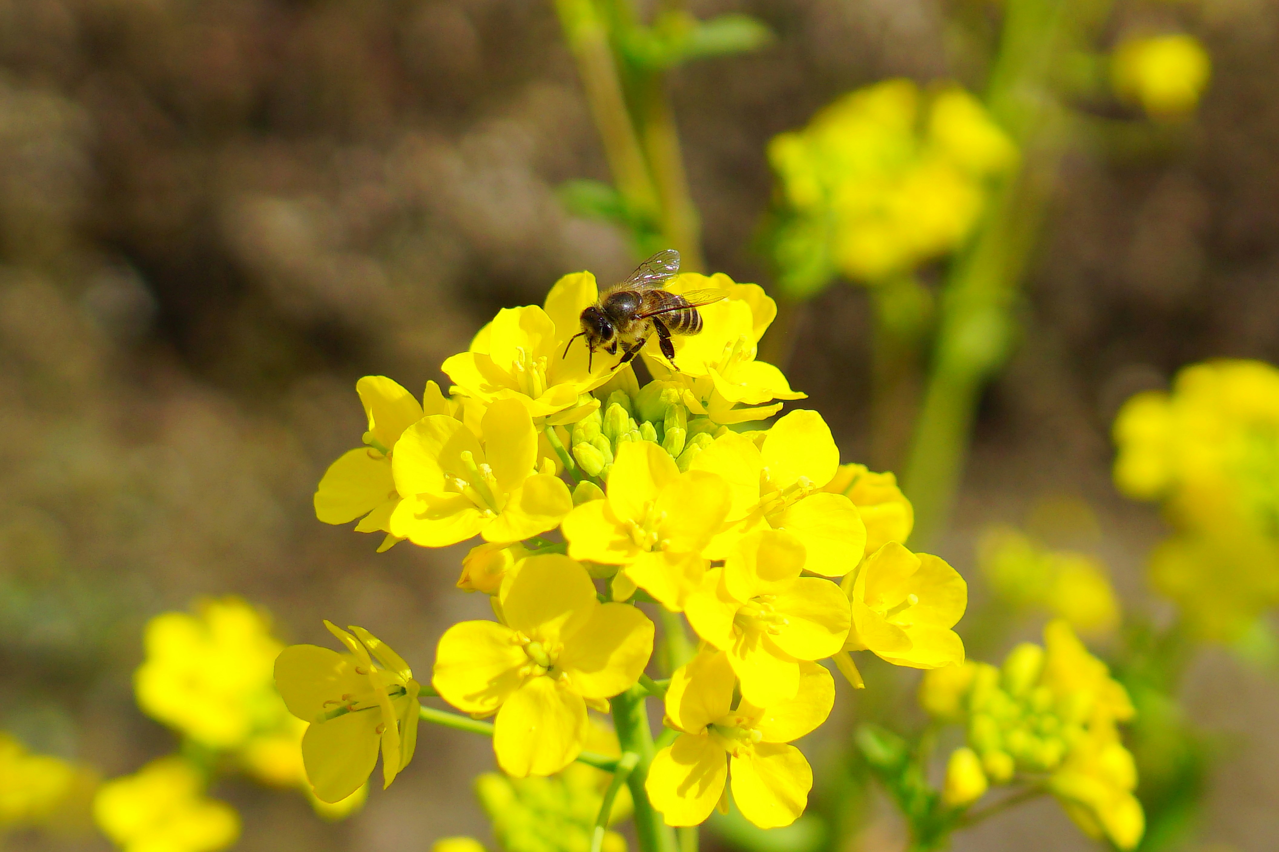 黄色い花にとまる昆虫のクローズアップ