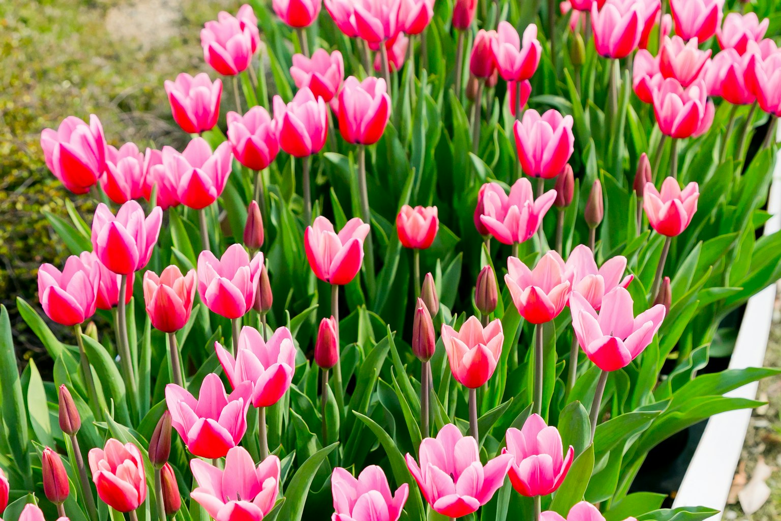 Hoa tulip hồng rực rỡ nở trong vườn