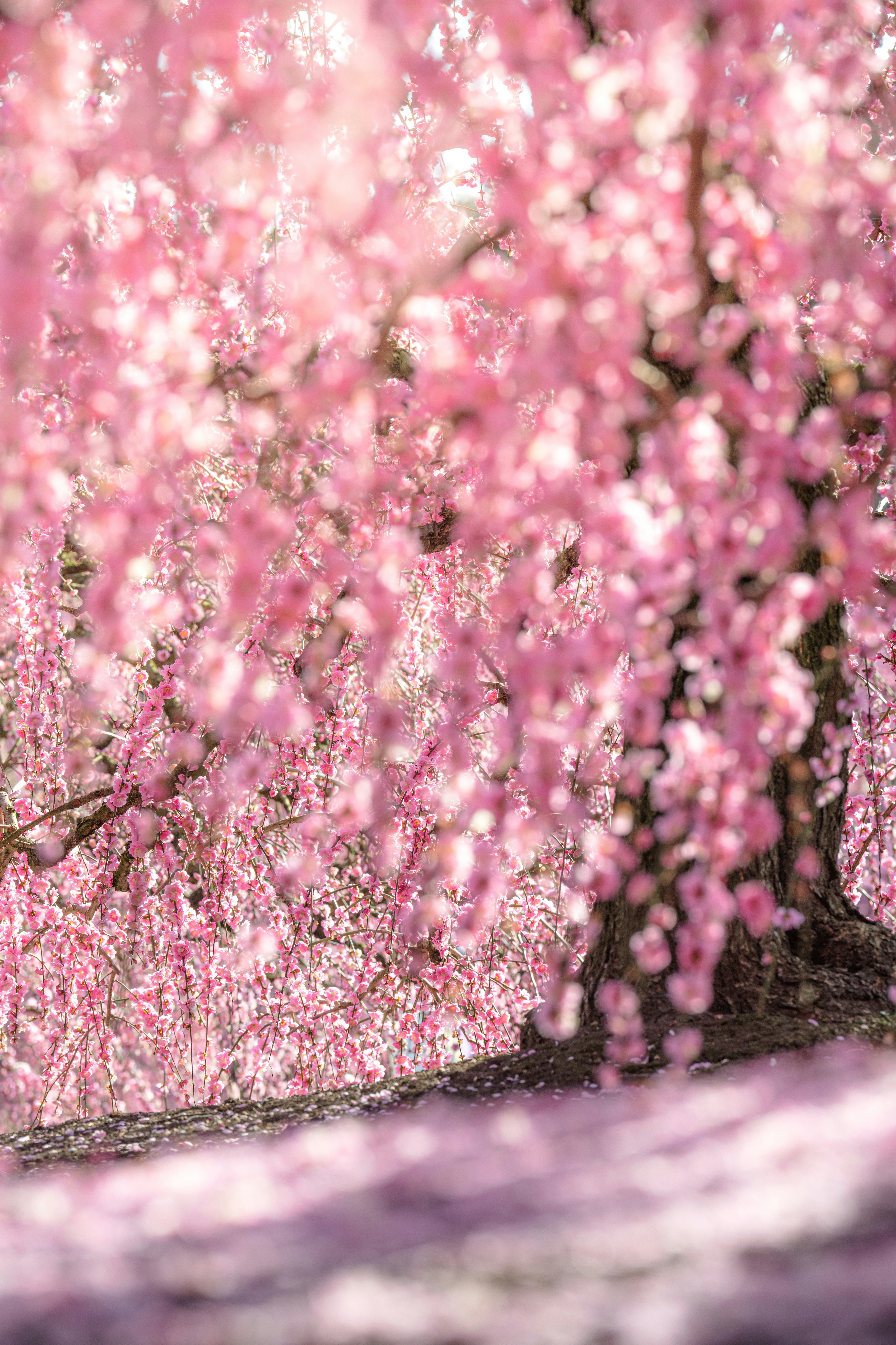 A field-like view of fully bloomed plum blossoms