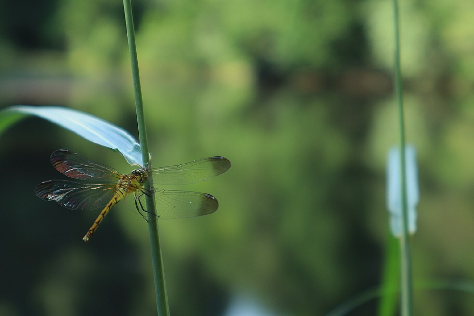 Primo piano di una libellula appollaiata su uno stelo verde vicino all'acqua